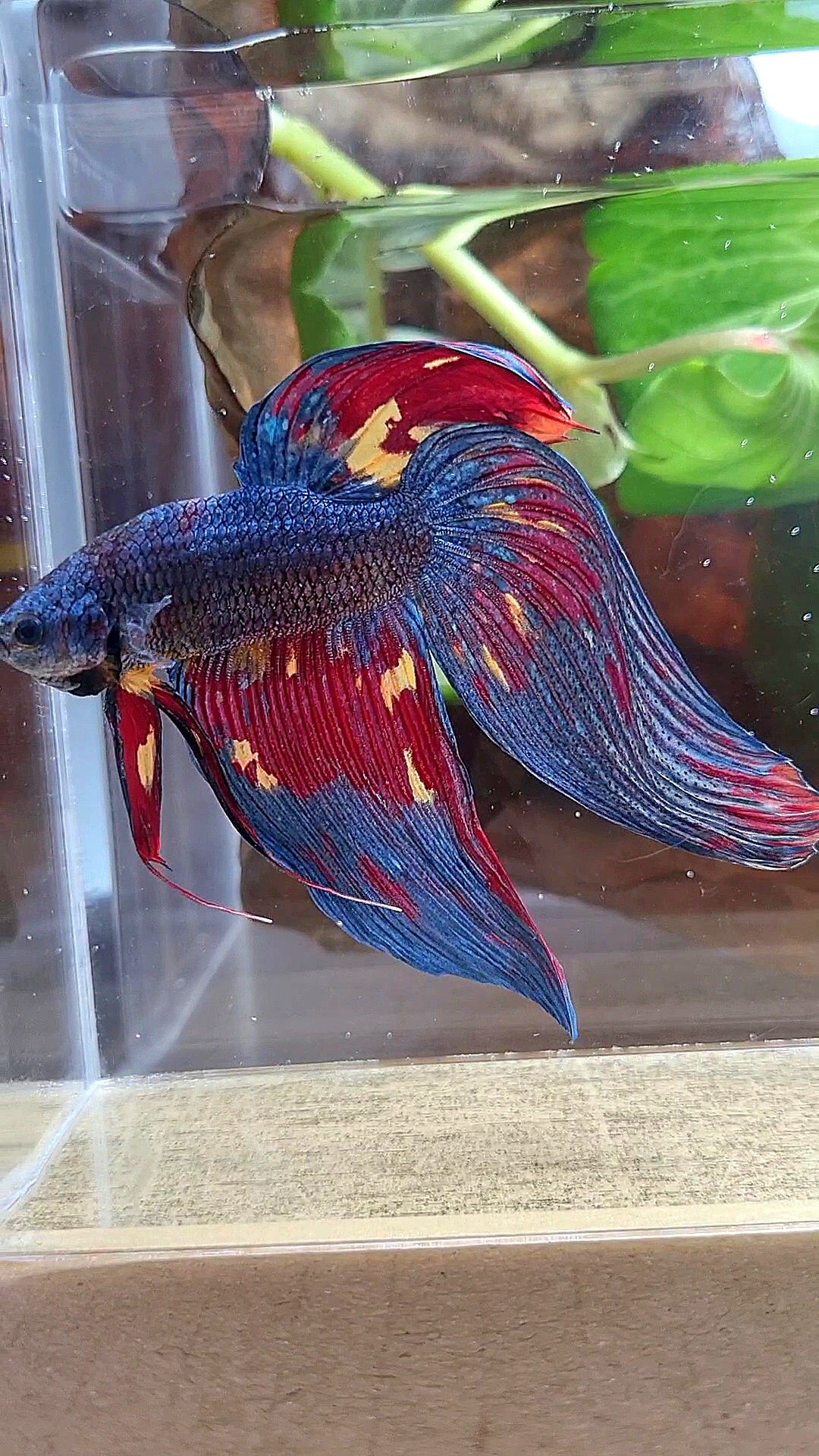 LUXURY GIANT VEILTAIL TOTAL 10CM DARK BLUE FIRE MULTICOLOR BETTA FISH