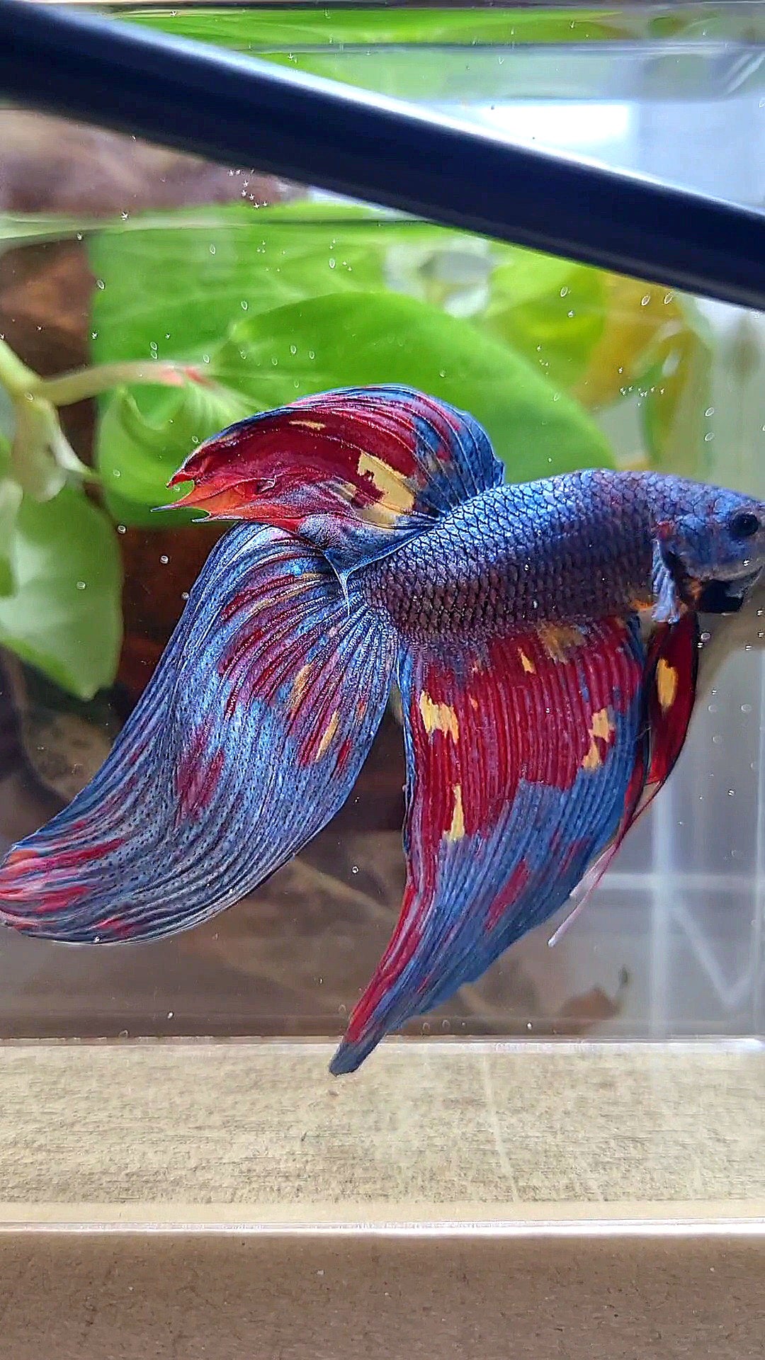 LUXURY GIANT VEILTAIL TOTAL 10CM DARK BLUE FIRE MULTICOLOR BETTA FISH