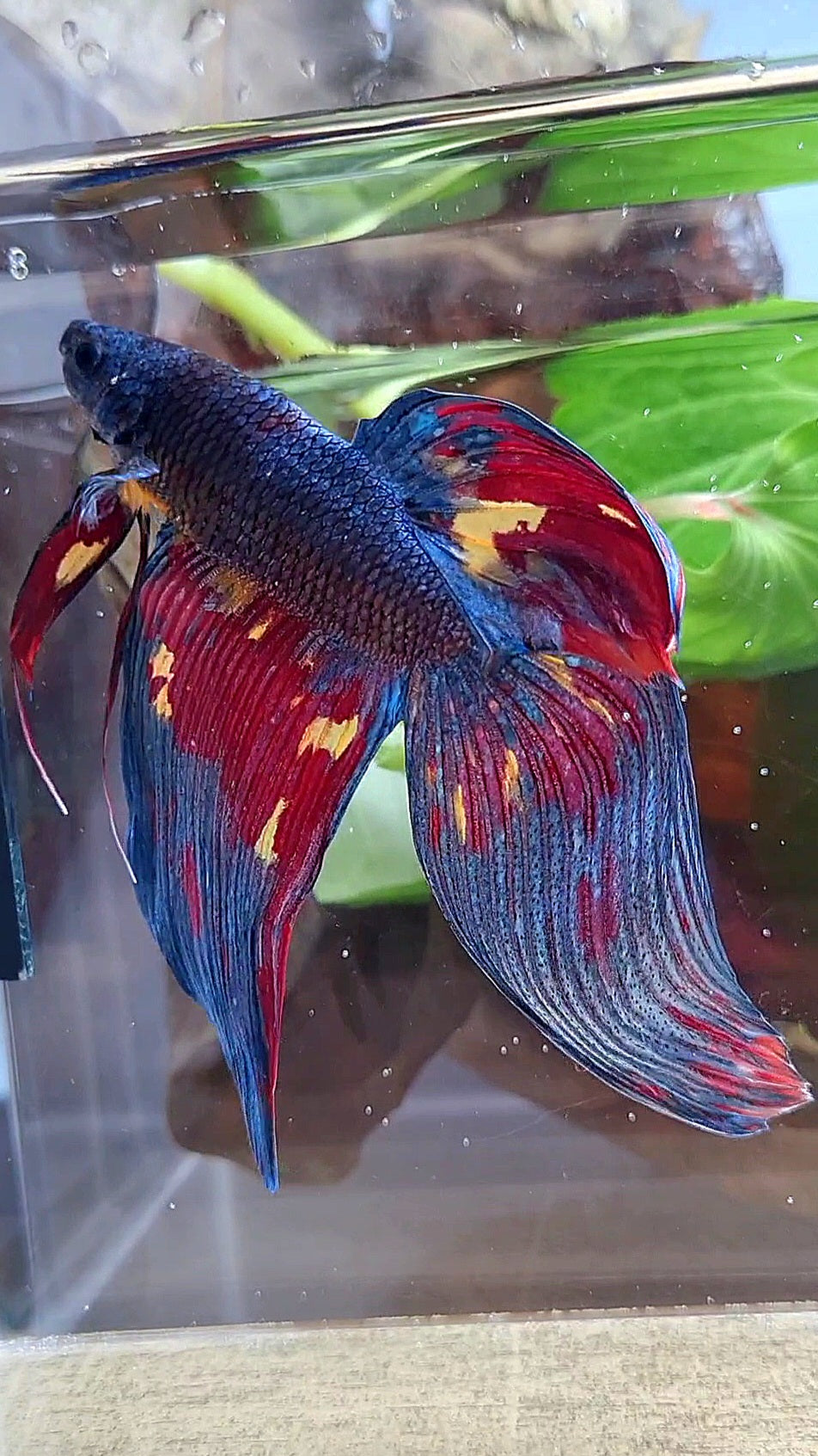 LUXURY GIANT VEILTAIL TOTAL 10CM DARK BLUE FIRE MULTICOLOR BETTA FISH