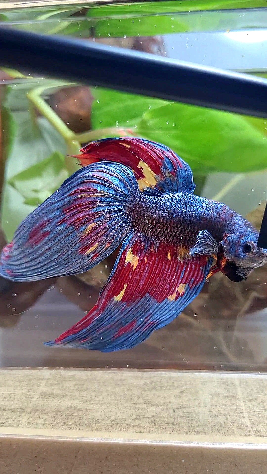 LUXURY GIANT VEILTAIL TOTAL 10CM DARK BLUE FIRE MULTICOLOR BETTA FISH