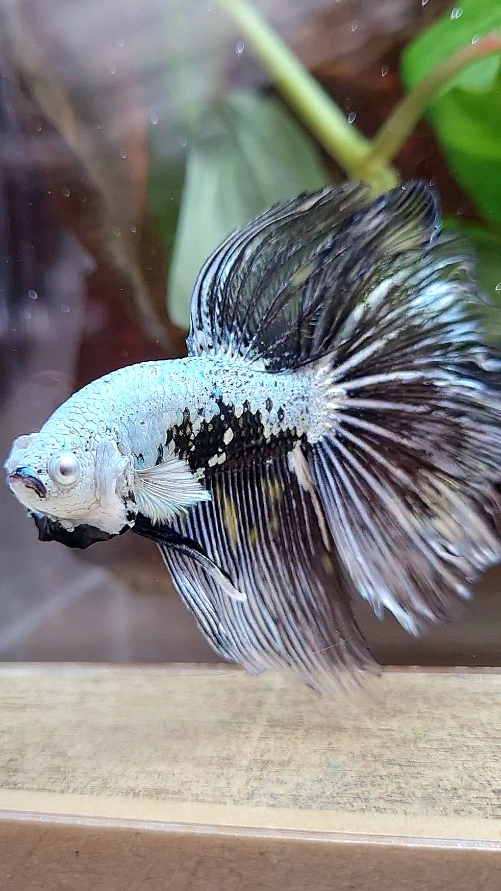 HALFMOON ROSETAIL BLACK SAMURAI MAMBA SNOW MASKING BETTA FISH
