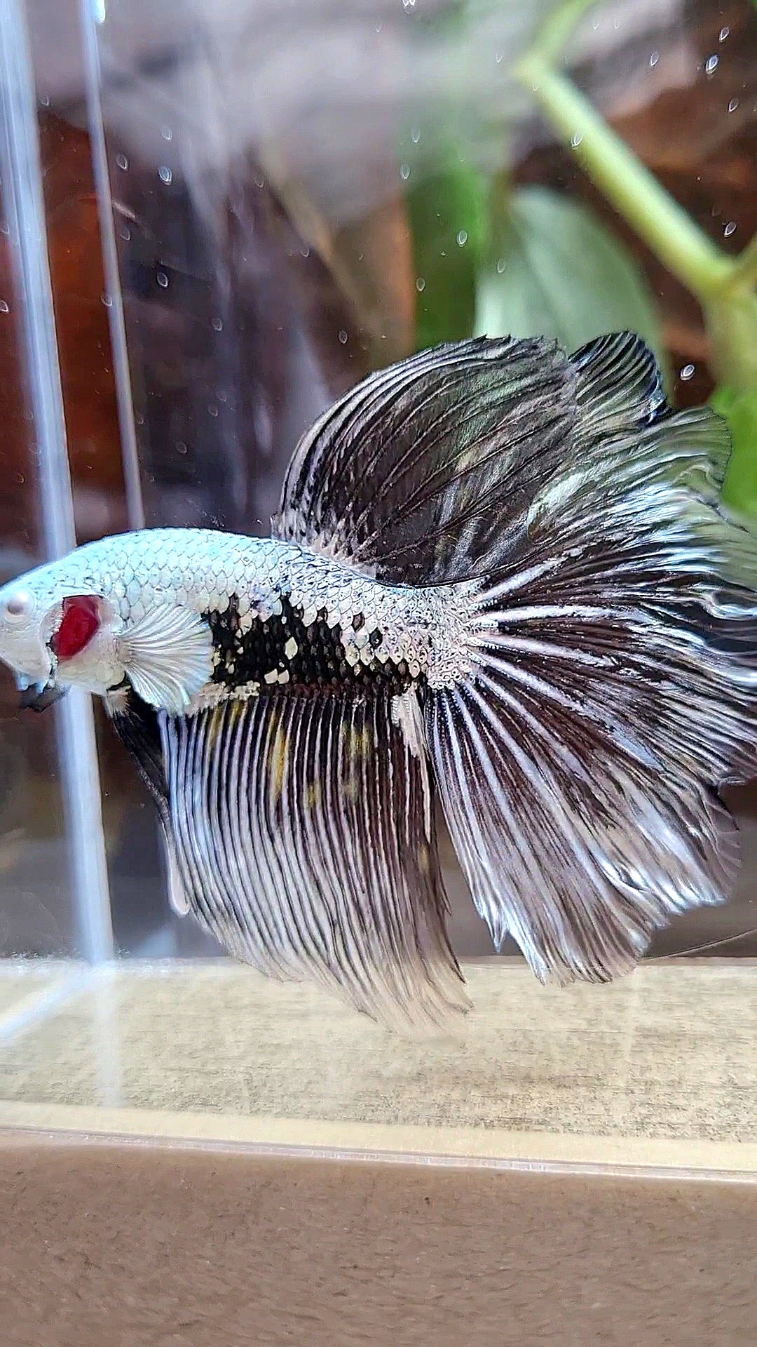 HALFMOON ROSETAIL BLACK SAMURAI MAMBA SNOW MASKING BETTA FISH
