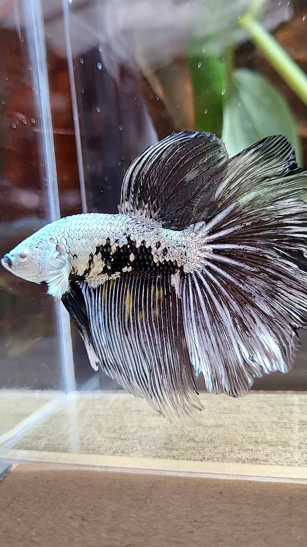 HALFMOON ROSETAIL BLACK SAMURAI MAMBA SNOW MASKING BETTA FISH