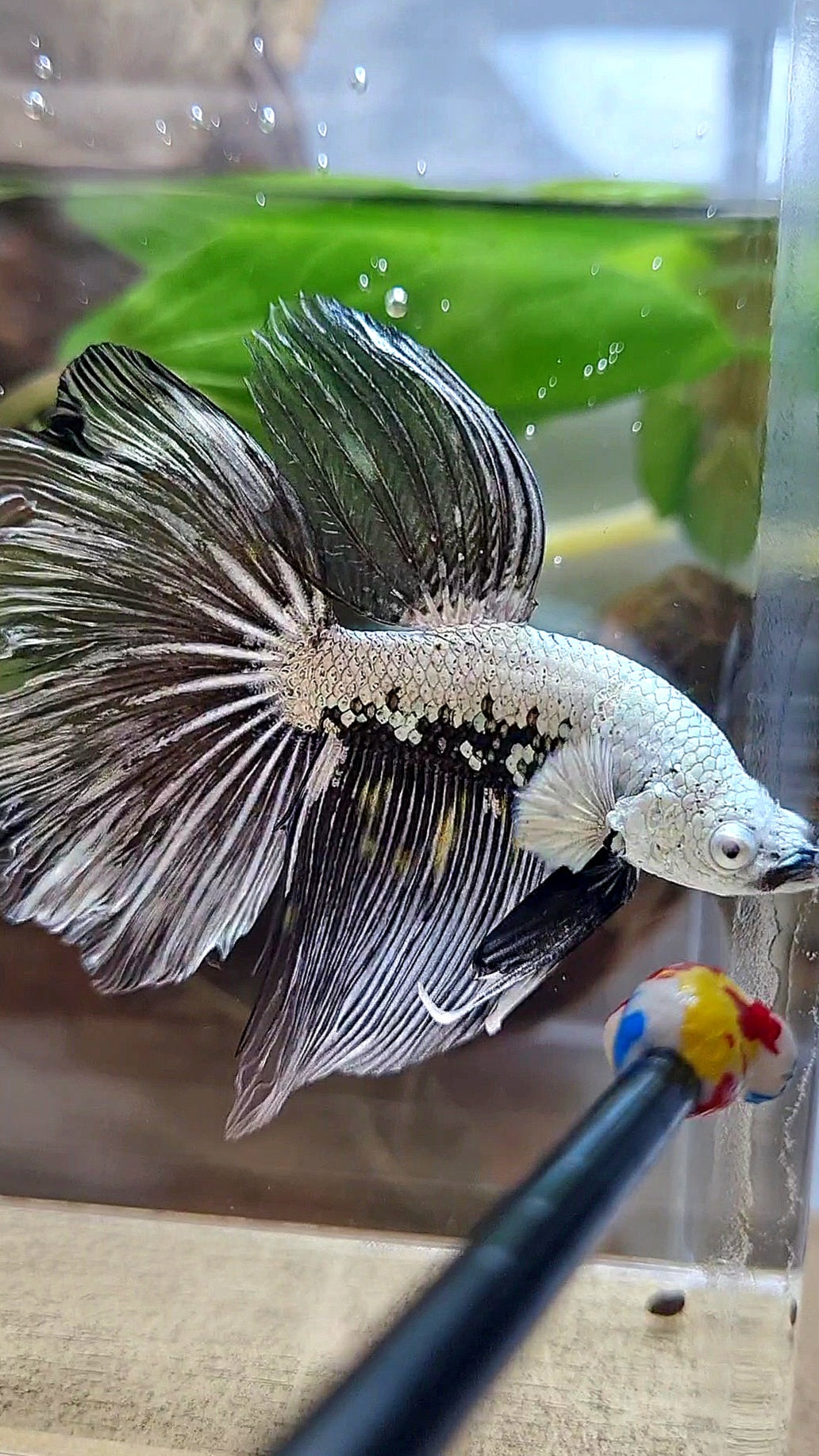 HALFMOON ROSETAIL BLACK SAMURAI MAMBA SNOW MASKING BETTA FISH