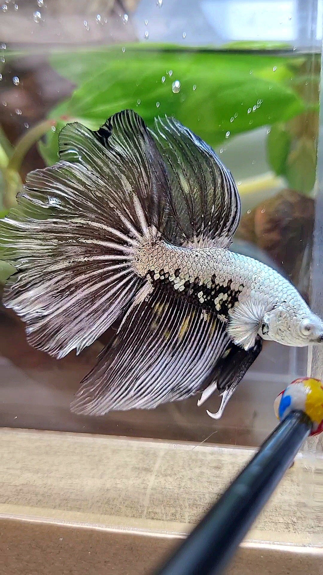 HALFMOON ROSETAIL BLACK SAMURAI MAMBA SNOW MASKING BETTA FISH