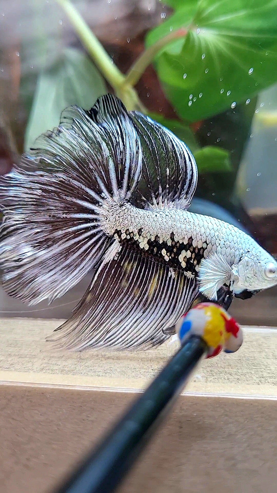 HALFMOON ROSETAIL BLACK SAMURAI MAMBA SNOW MASKING BETTA FISH