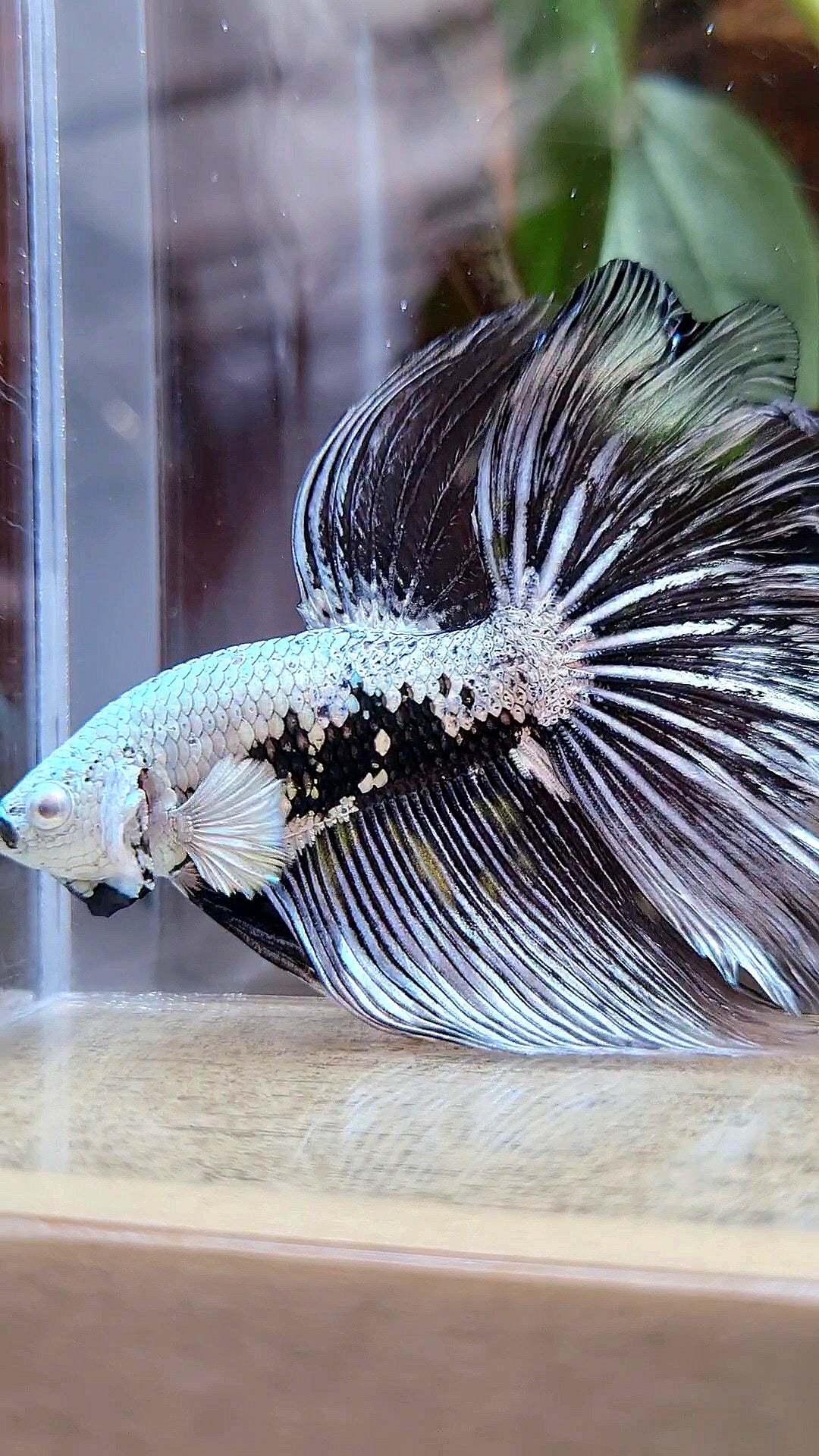 HALFMOON ROSETAIL BLACK SAMURAI MAMBA SNOW MASKING BETTA FISH