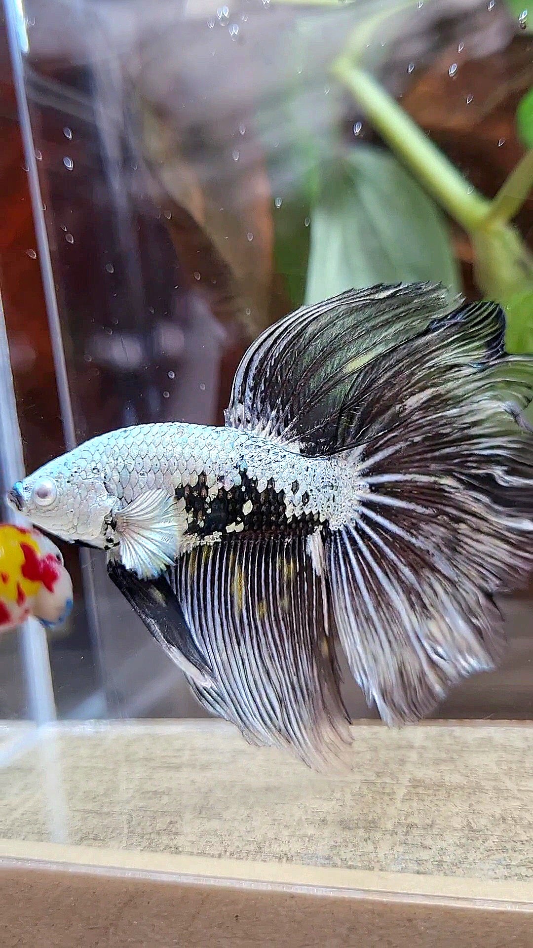HALFMOON ROSETAIL BLACK SAMURAI MAMBA SNOW MASKING BETTA FISH