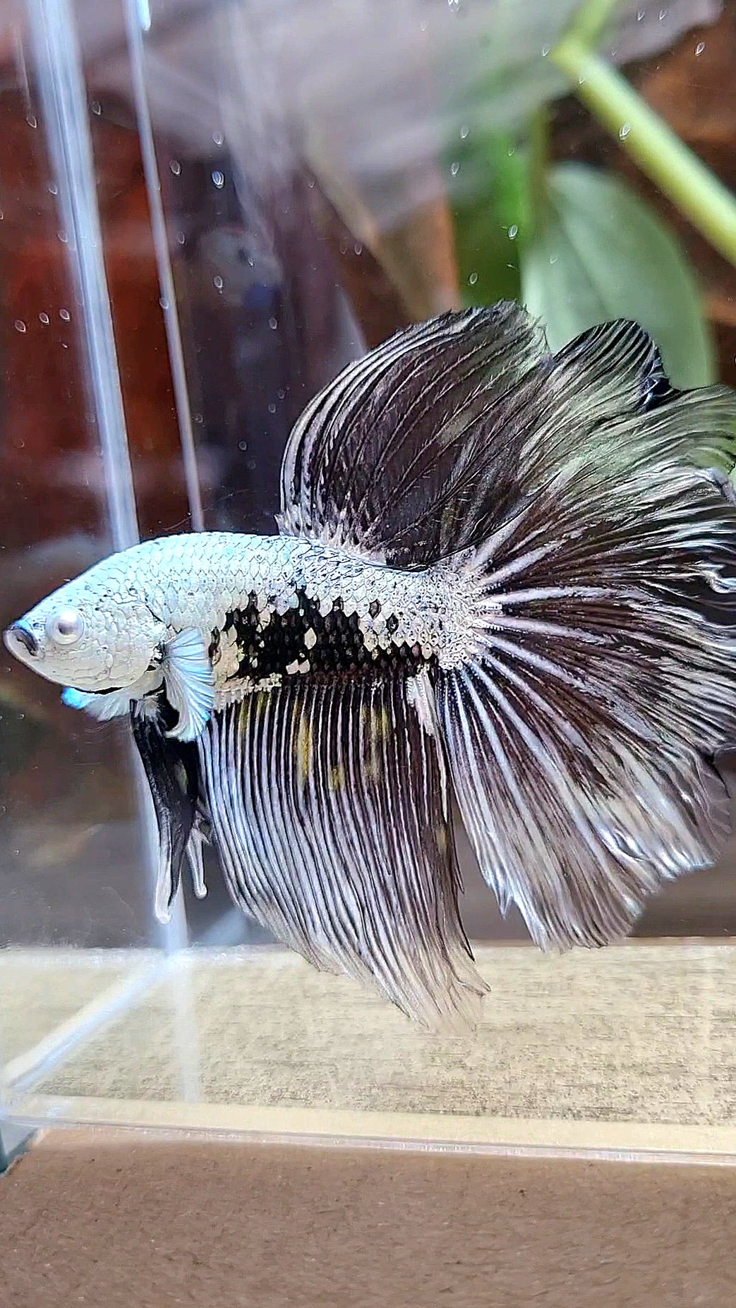 HALFMOON ROSETAIL BLACK SAMURAI MAMBA SNOW MASKING BETTA FISH