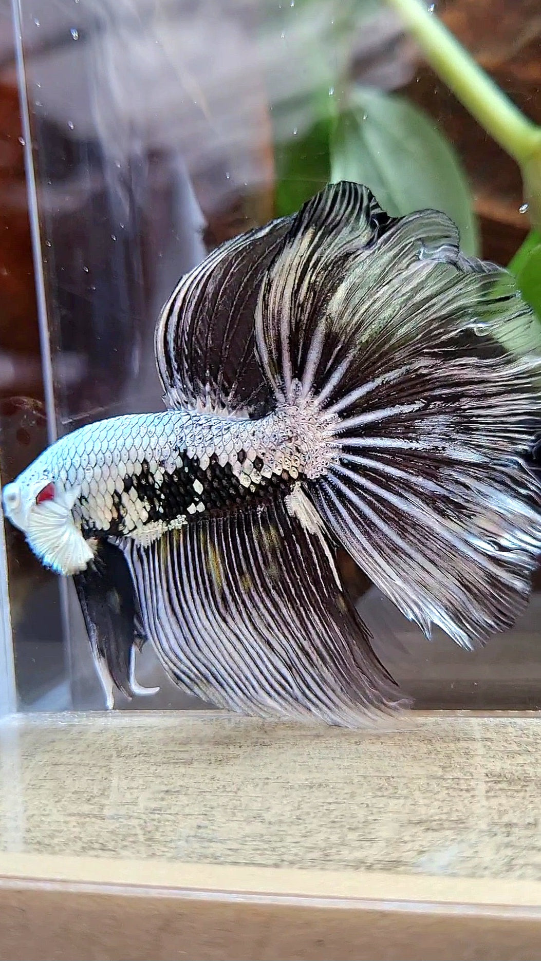 HALFMOON ROSETAIL BLACK SAMURAI MAMBA SNOW MASKING BETTA FISH
