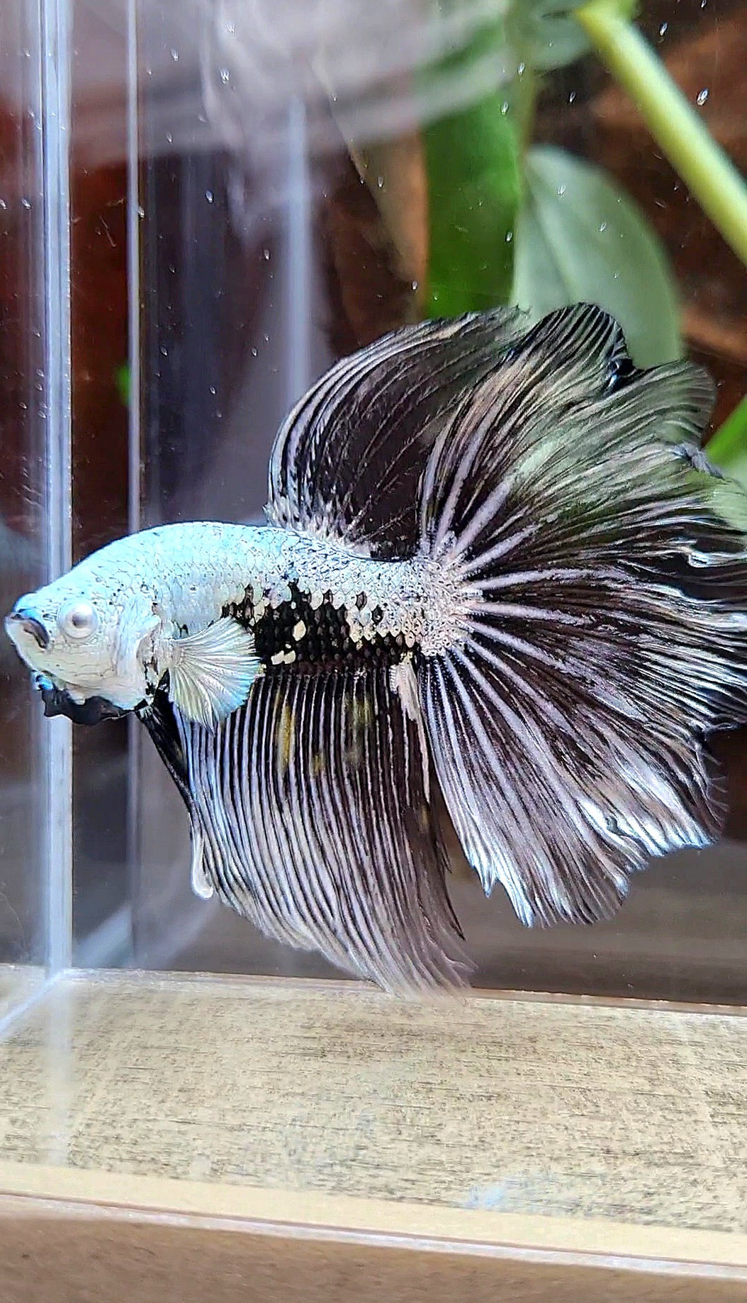 HALFMOON ROSETAIL BLACK SAMURAI MAMBA SNOW MASKING BETTA FISH