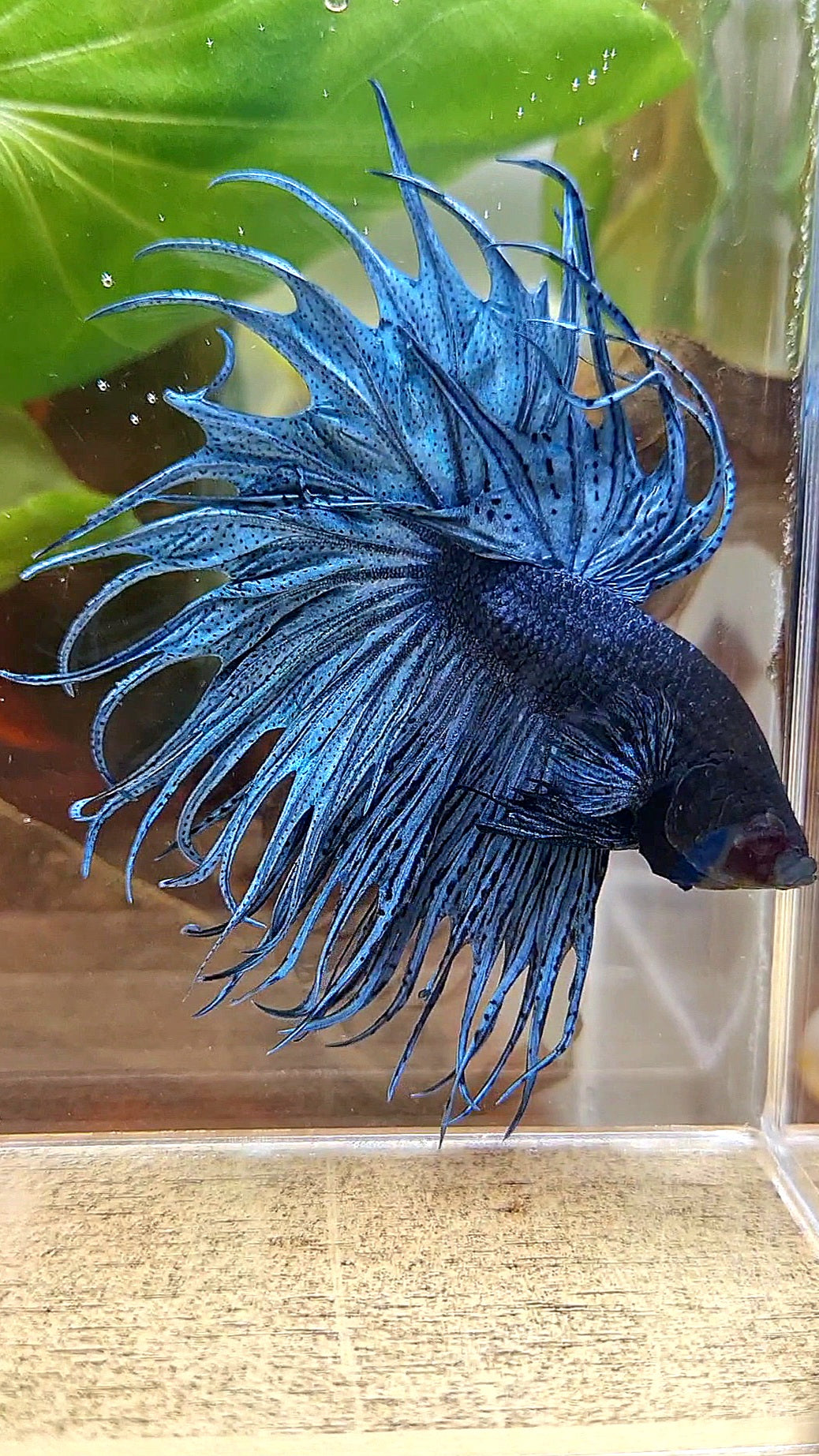XL KING CROWNTAIL DARK BLUE BETTA FISH