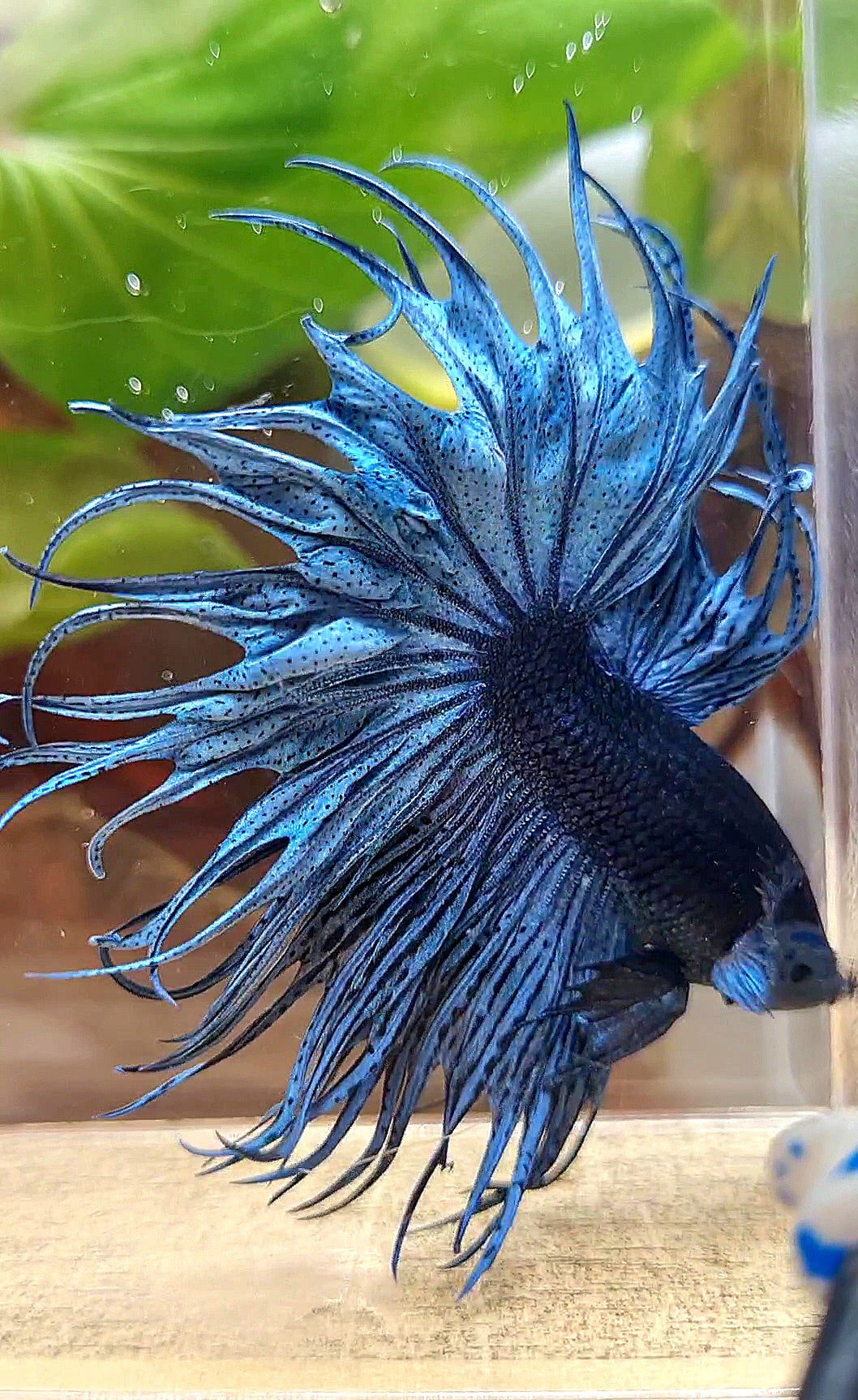 XL KING CROWNTAIL DARK BLUE BETTA FISH