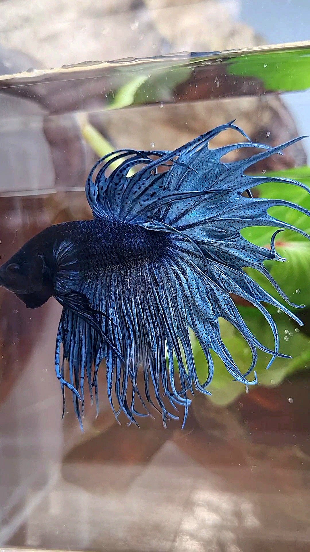 XL KING CROWNTAIL DARK BLUE BETTA FISH