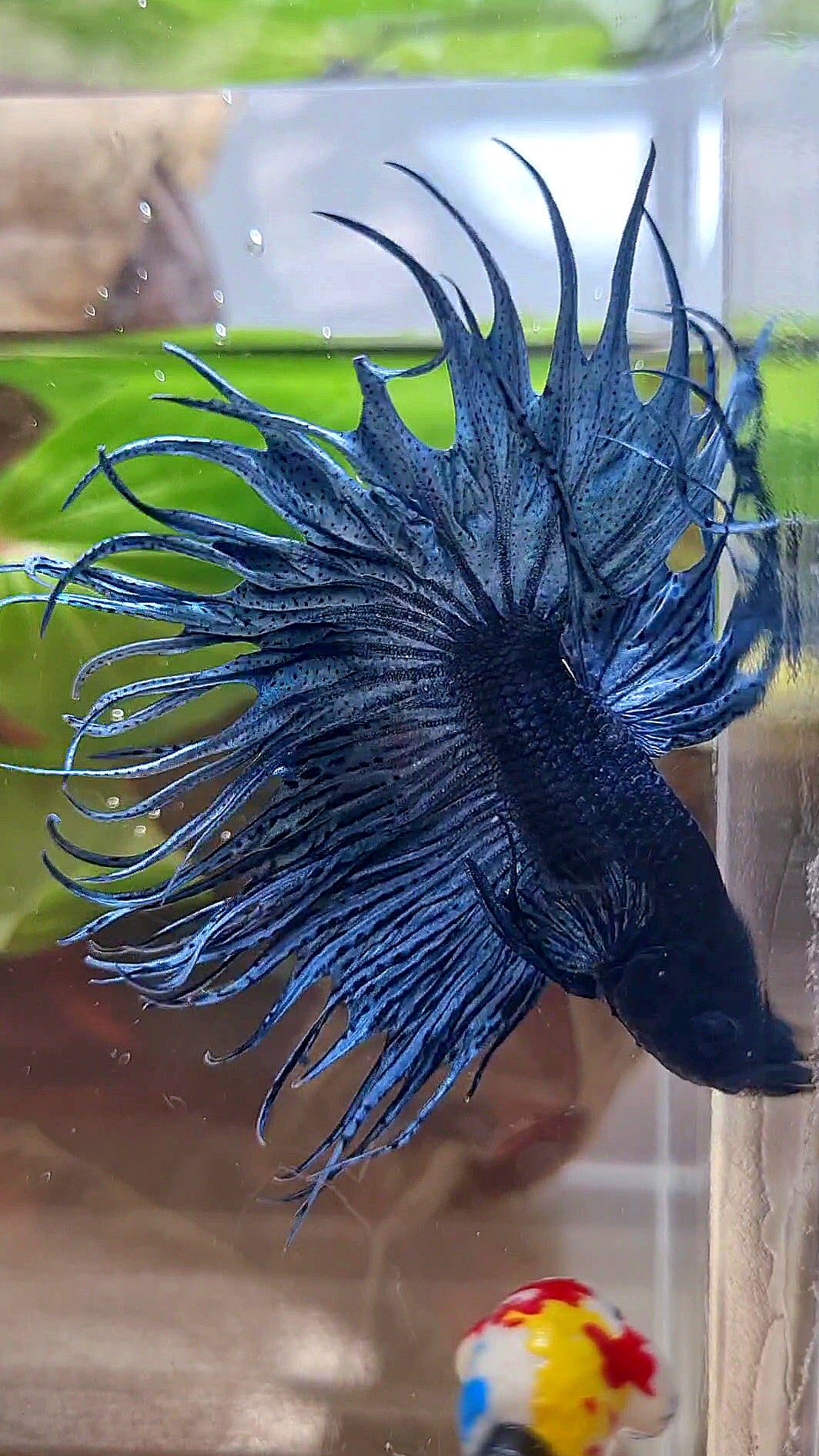 XL KING CROWNTAIL DARK BLUE BETTA FISH