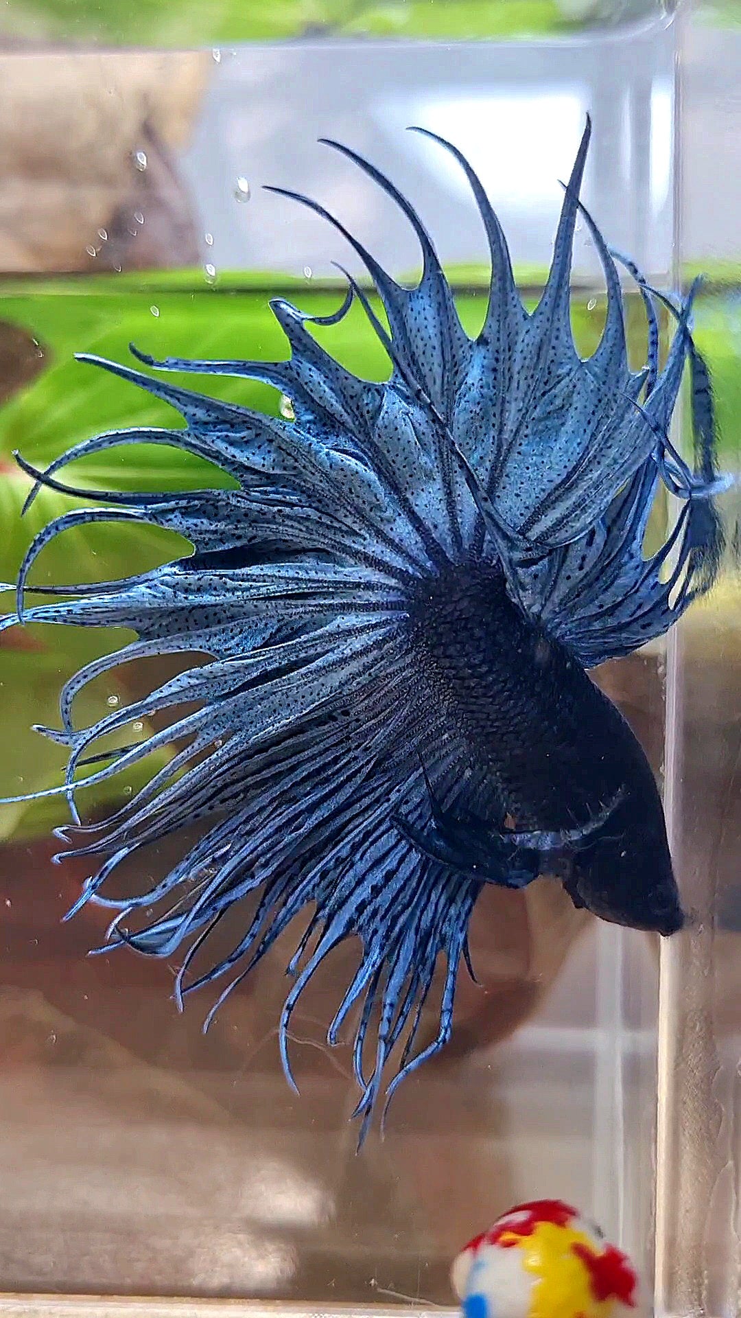 XL KING CROWNTAIL DARK BLUE BETTA FISH