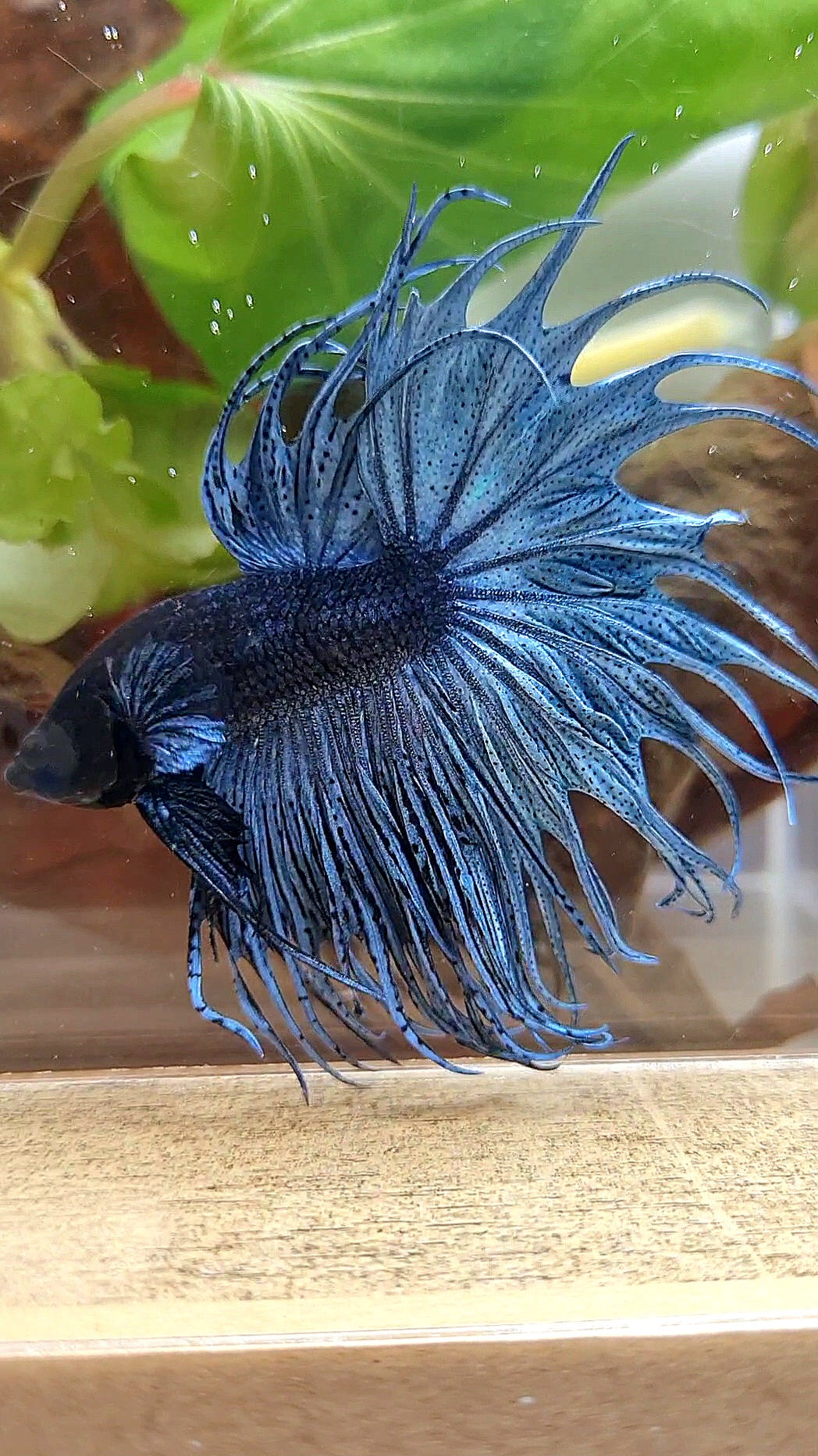 XL KING CROWNTAIL DARK BLUE BETTA FISH