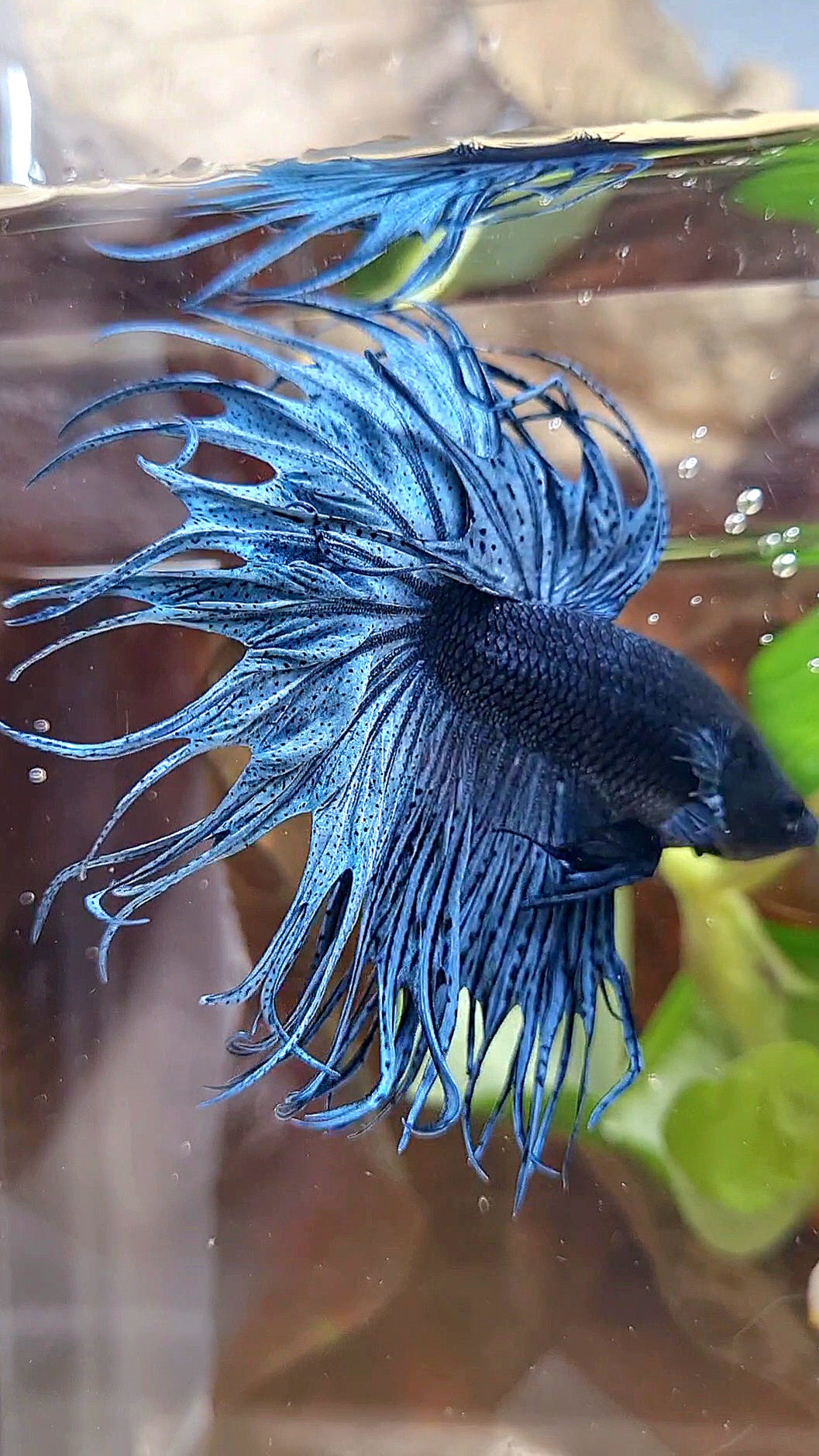 XL KING CROWNTAIL DARK BLUE BETTA FISH