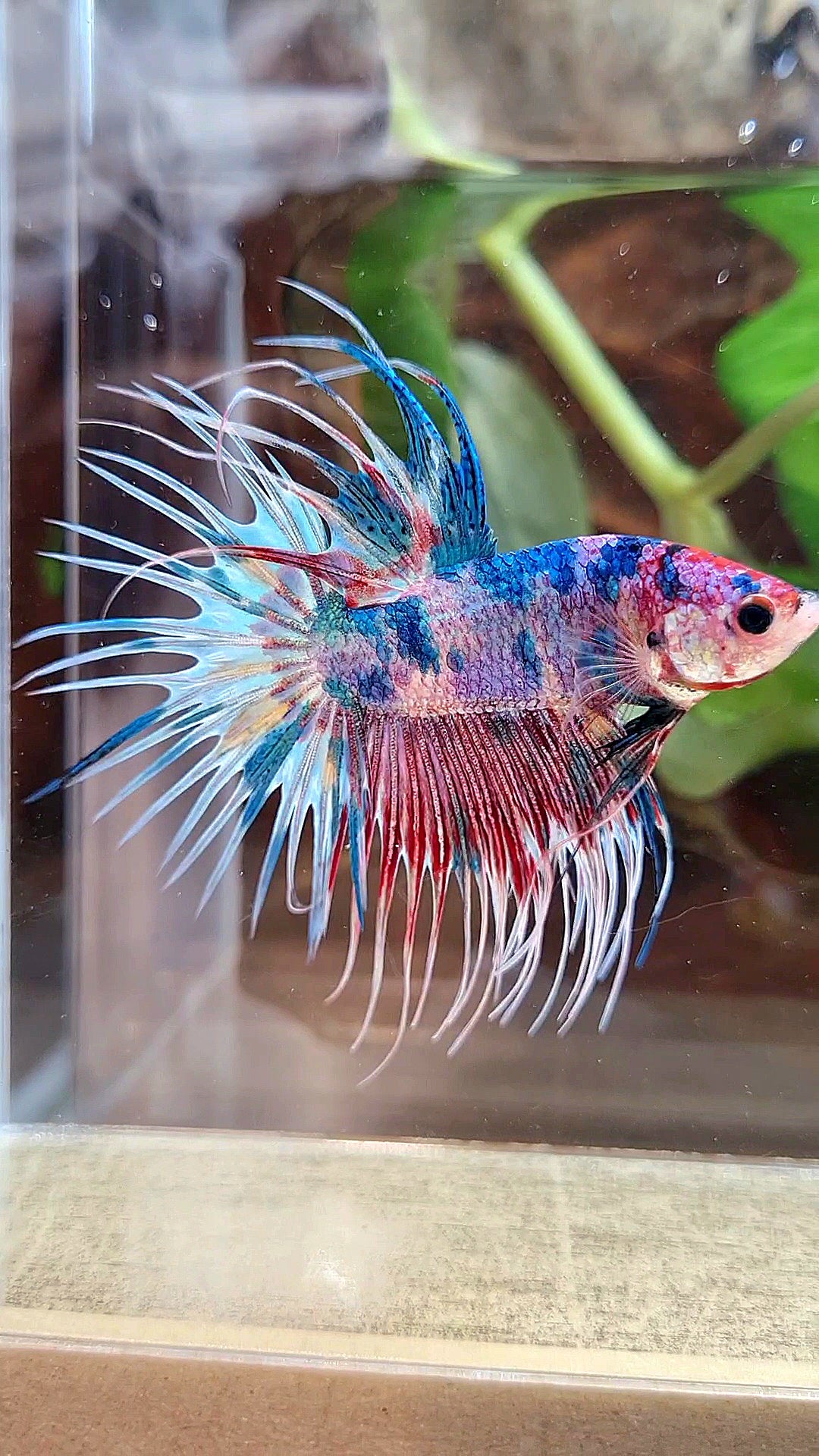 LUXURY CROWNTAIL RAINBOW CANDY MULTICOLOR BETTA FISH