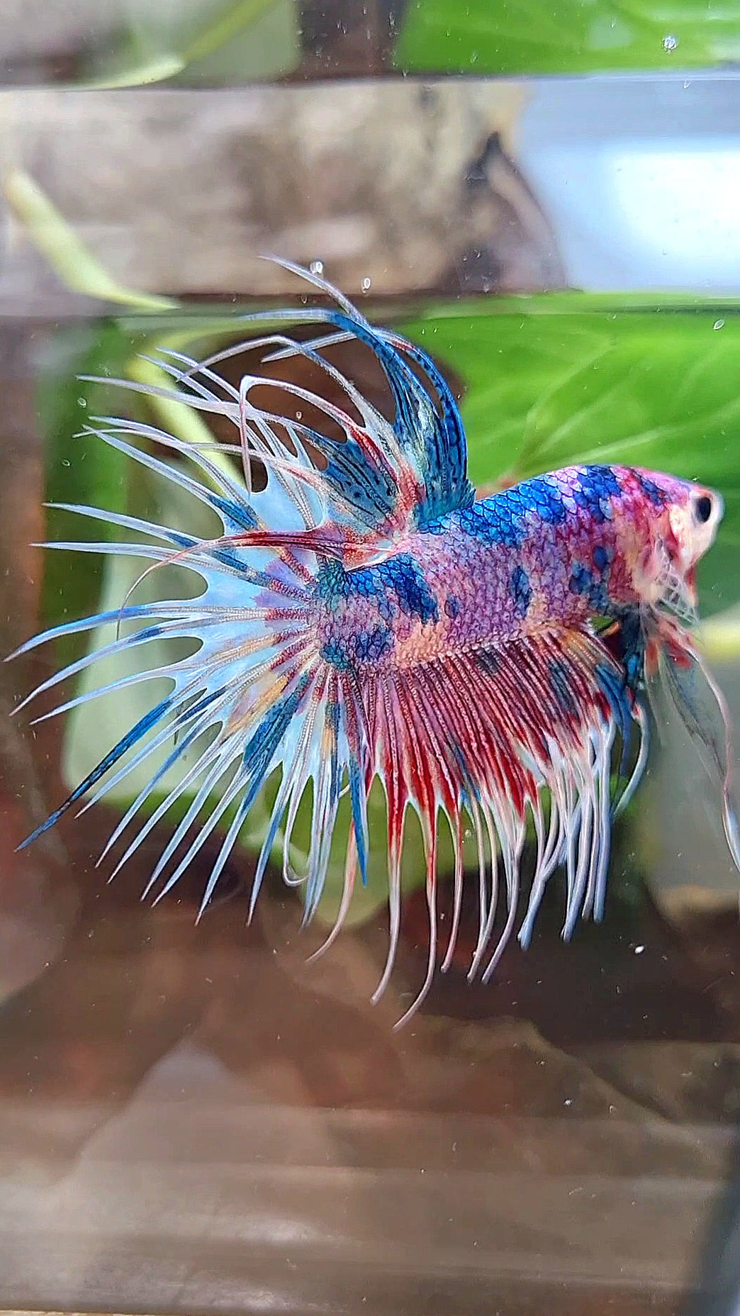 LUXURY CROWNTAIL RAINBOW CANDY MULTICOLOR BETTA FISH