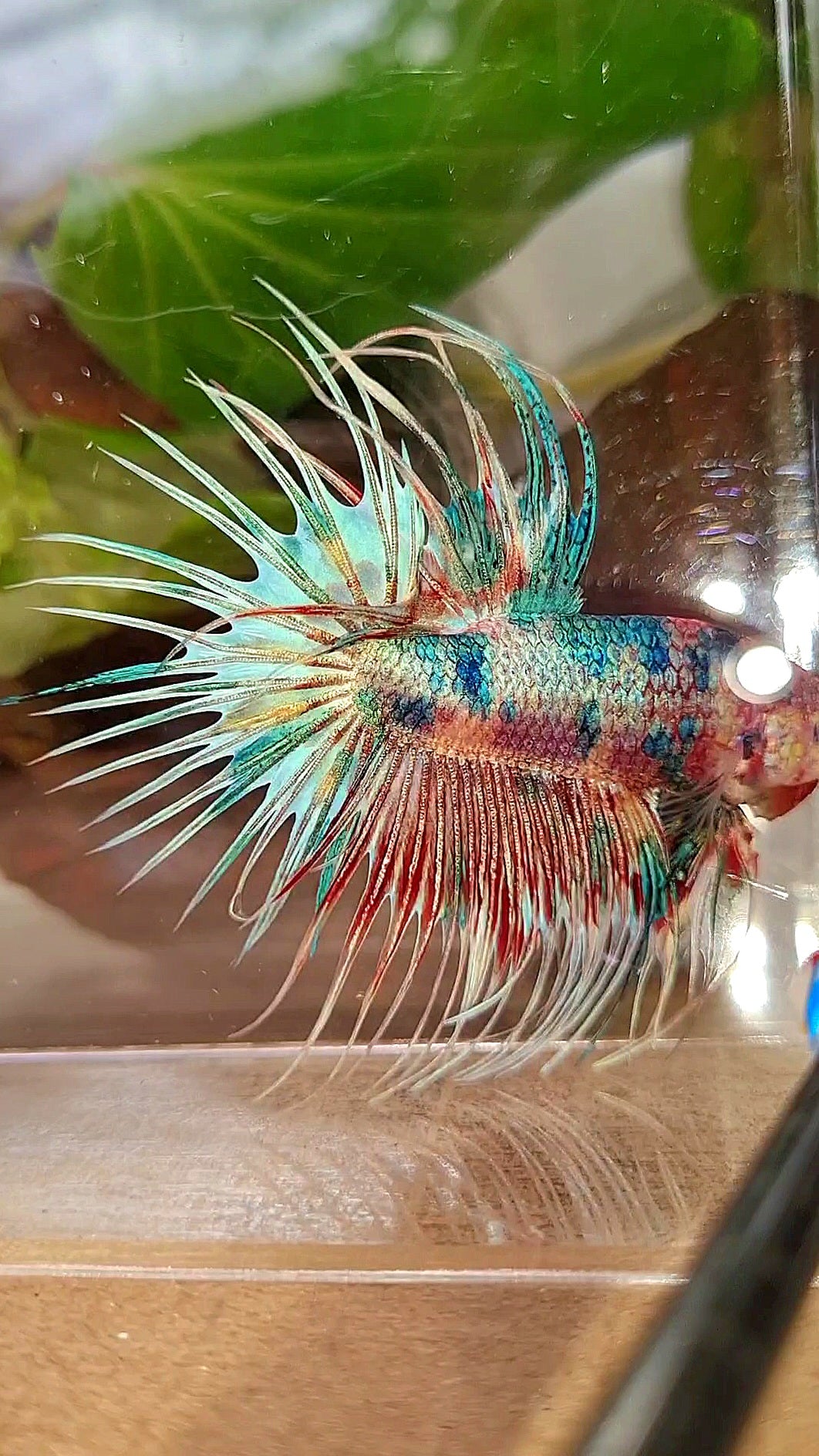 LUXURY CROWNTAIL RAINBOW CANDY MULTICOLOR BETTA FISH