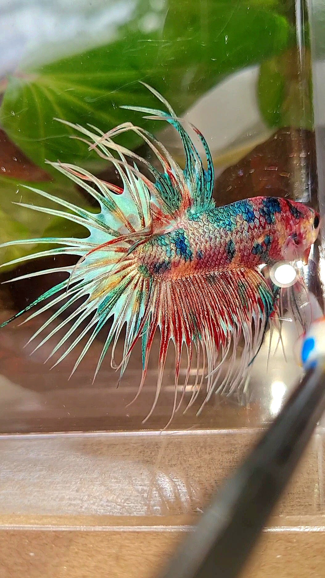LUXURY CROWNTAIL RAINBOW CANDY MULTICOLOR BETTA FISH