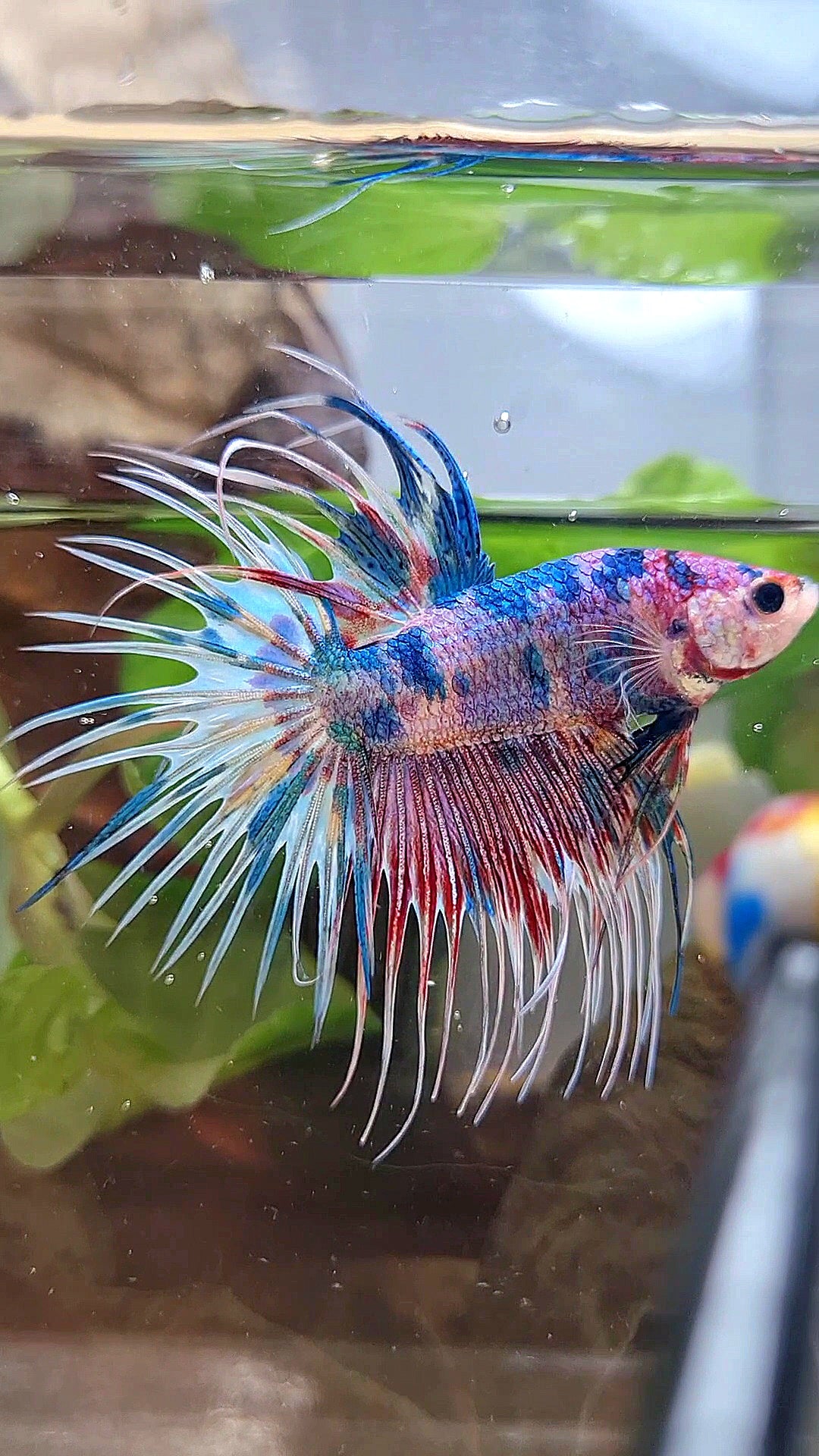 LUXURY CROWNTAIL RAINBOW CANDY MULTICOLOR BETTA FISH
