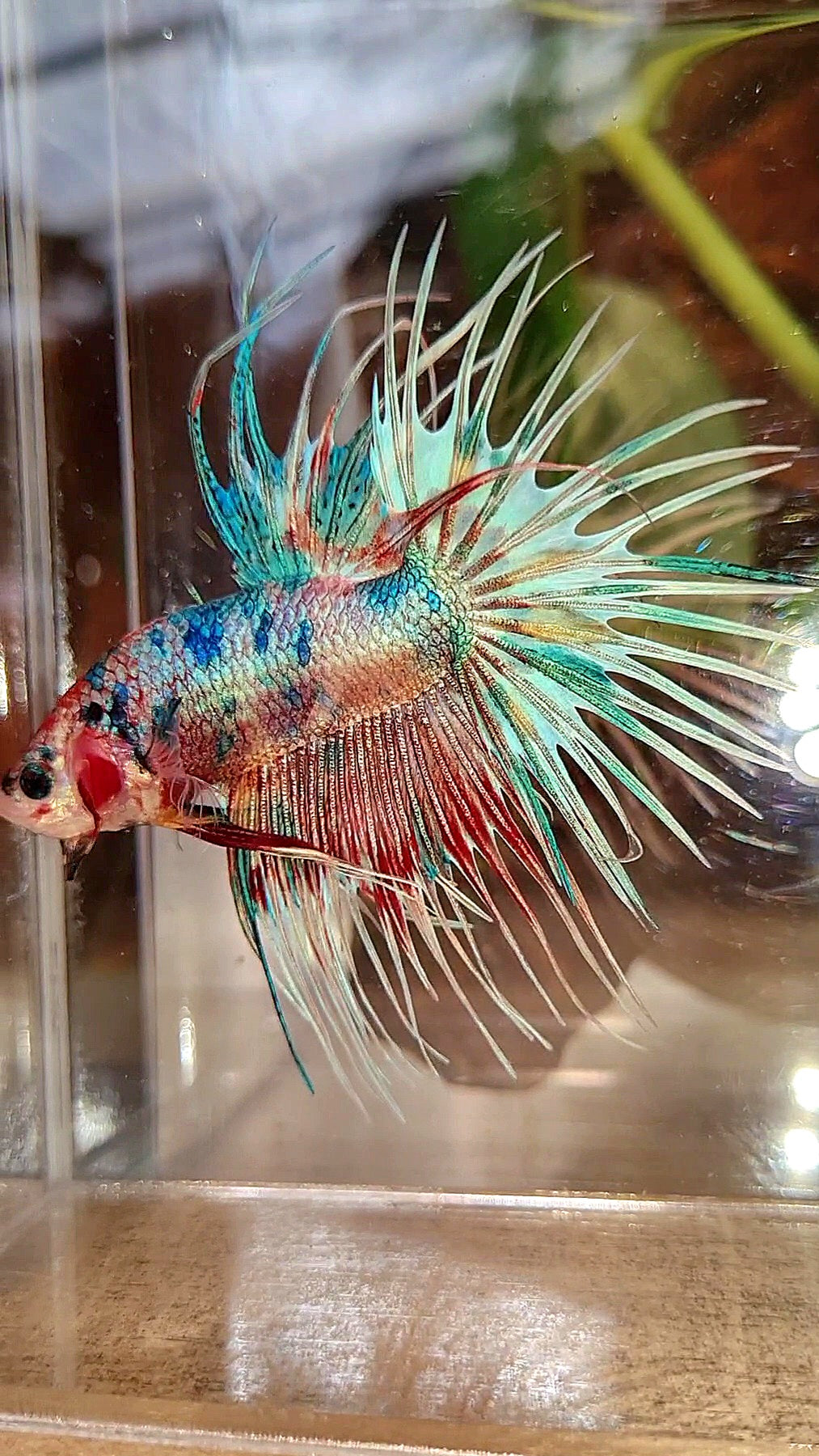 LUXURY CROWNTAIL RAINBOW CANDY MULTICOLOR BETTA FISH