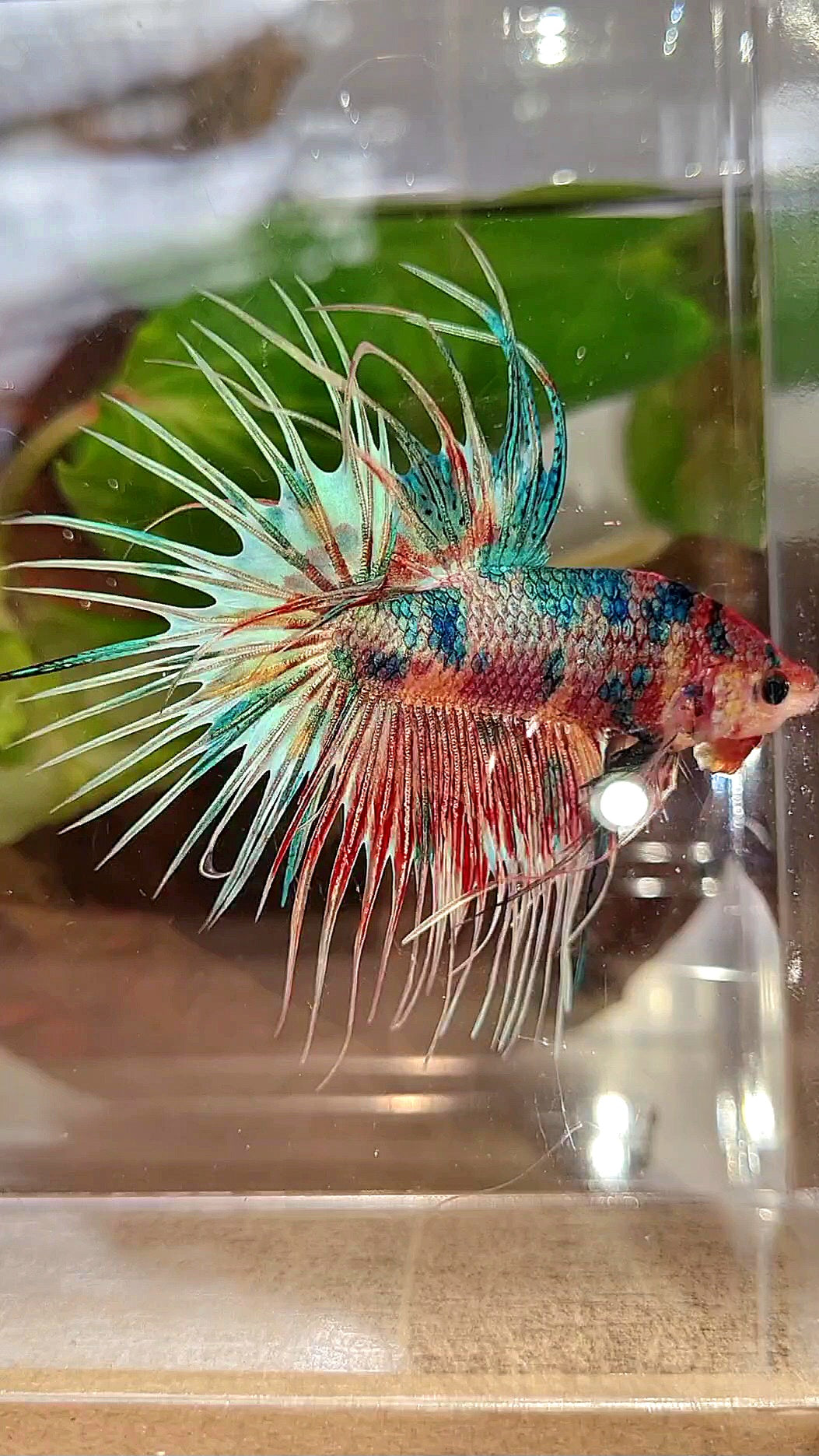 LUXURY CROWNTAIL RAINBOW CANDY MULTICOLOR BETTA FISH
