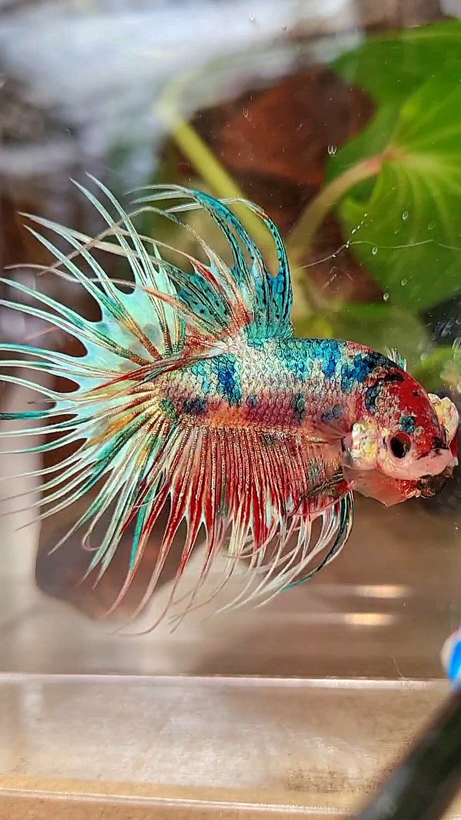 LUXURY CROWNTAIL RAINBOW CANDY MULTICOLOR BETTA FISH