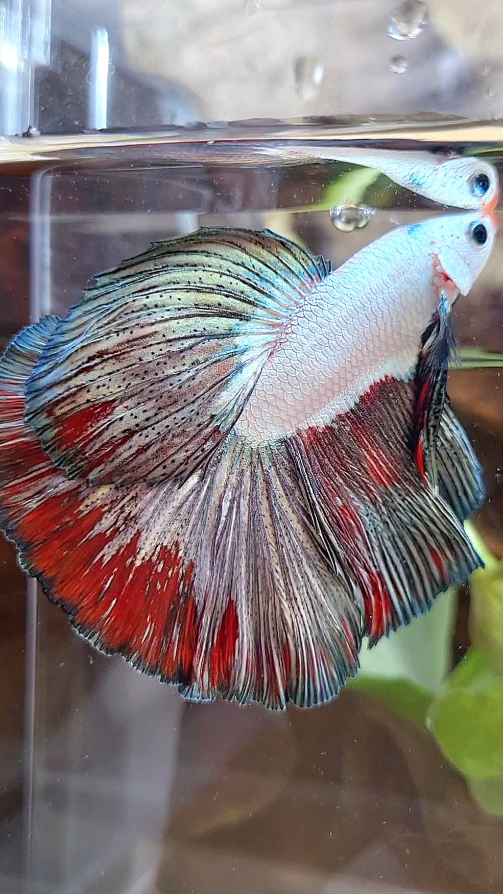 LUXURY HALFMOON ROSETAIL COPPER RED RIM FANCY BETTA FISH