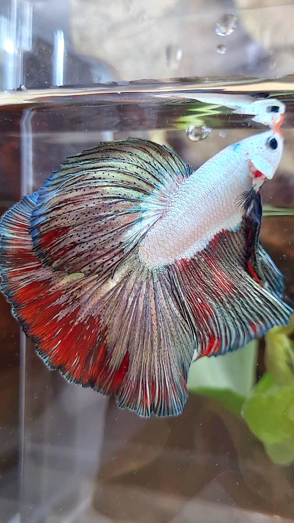 LUXURY HALFMOON ROSETAIL COPPER RED RIM FANCY BETTA FISH