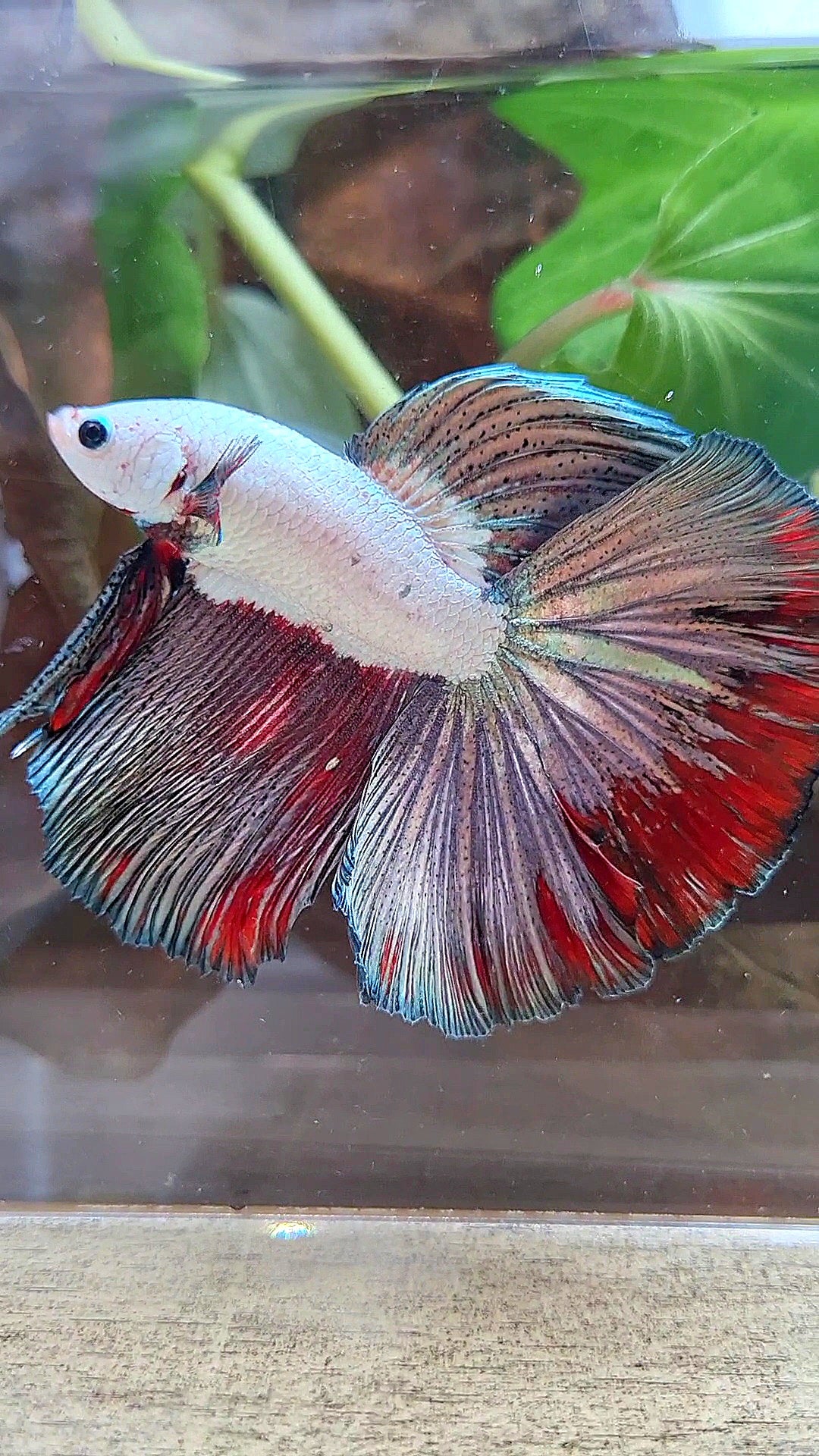 LUXURY HALFMOON ROSETAIL COPPER RED RIM FANCY BETTA FISH