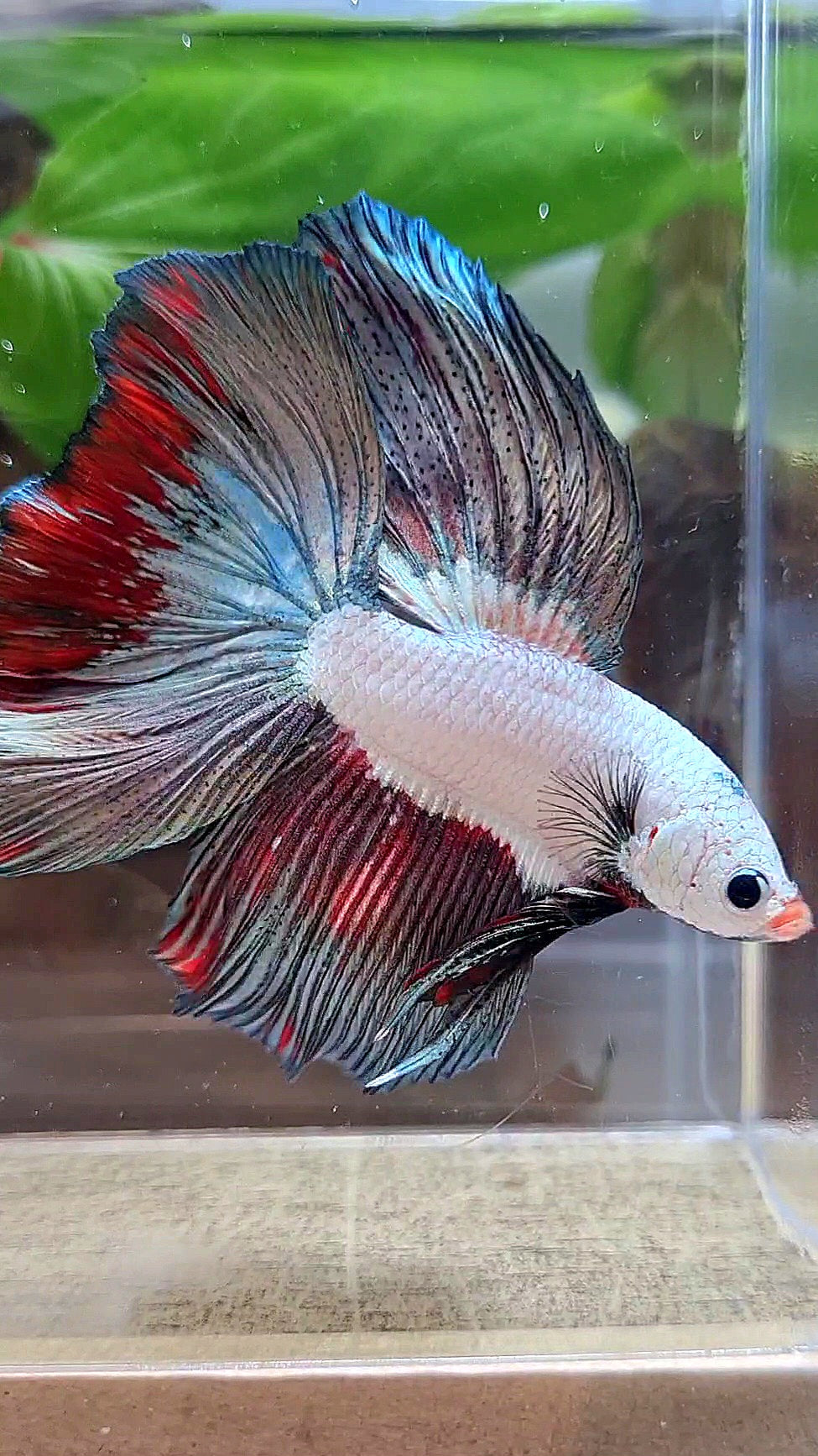 LUXURY HALFMOON ROSETAIL COPPER RED RIM FANCY BETTA FISH