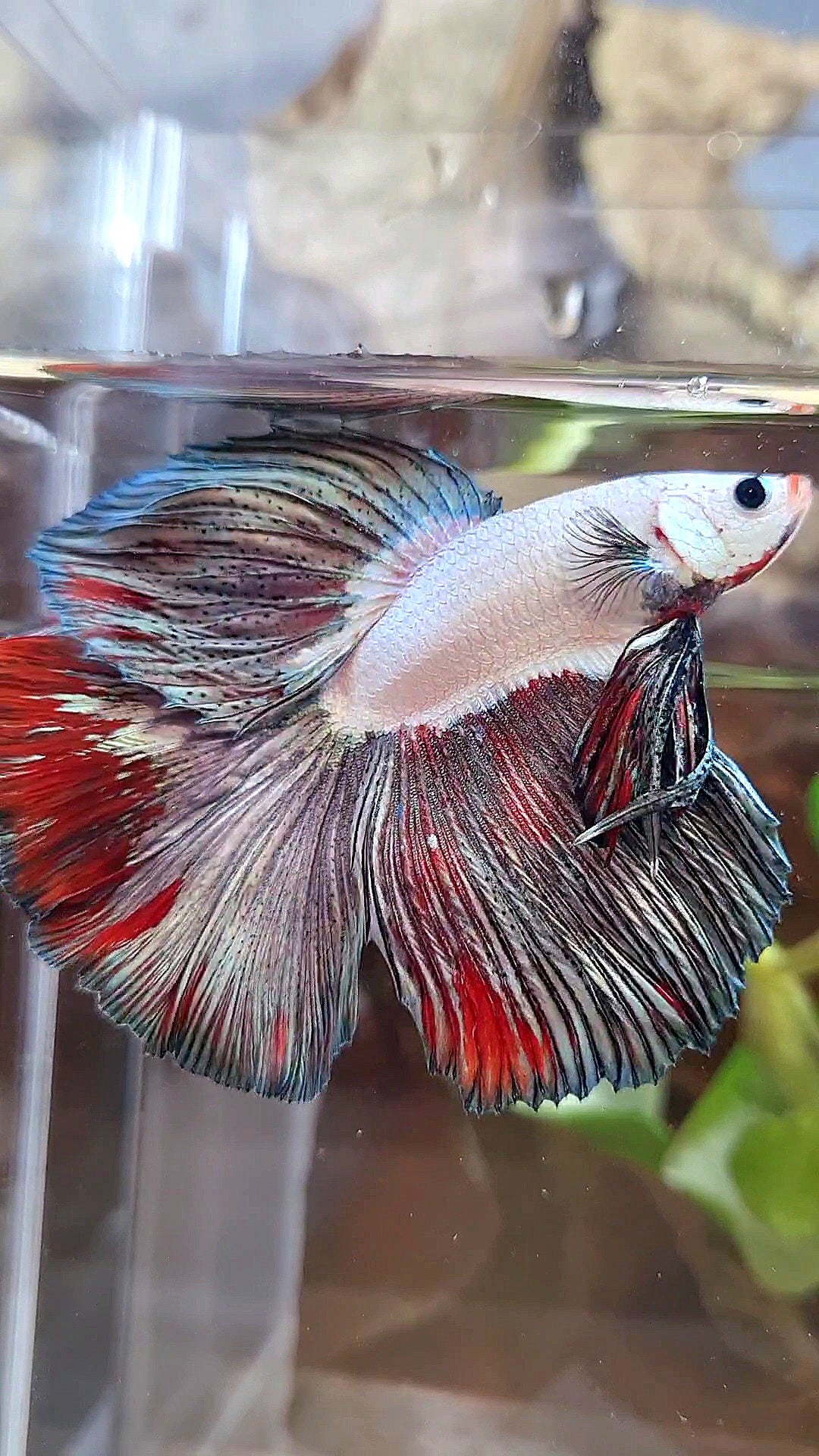 LUXURY HALFMOON ROSETAIL COPPER RED RIM FANCY BETTA FISH