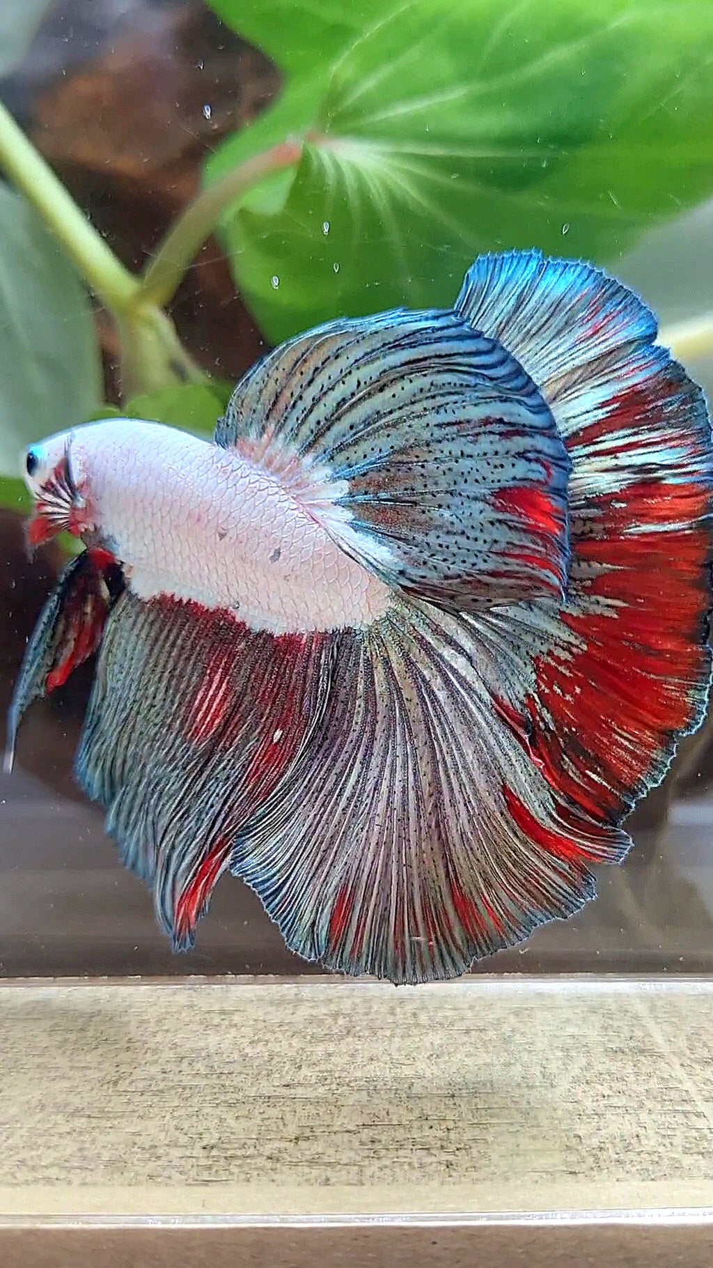 LUXURY HALFMOON ROSETAIL COPPER RED RIM FANCY BETTA FISH