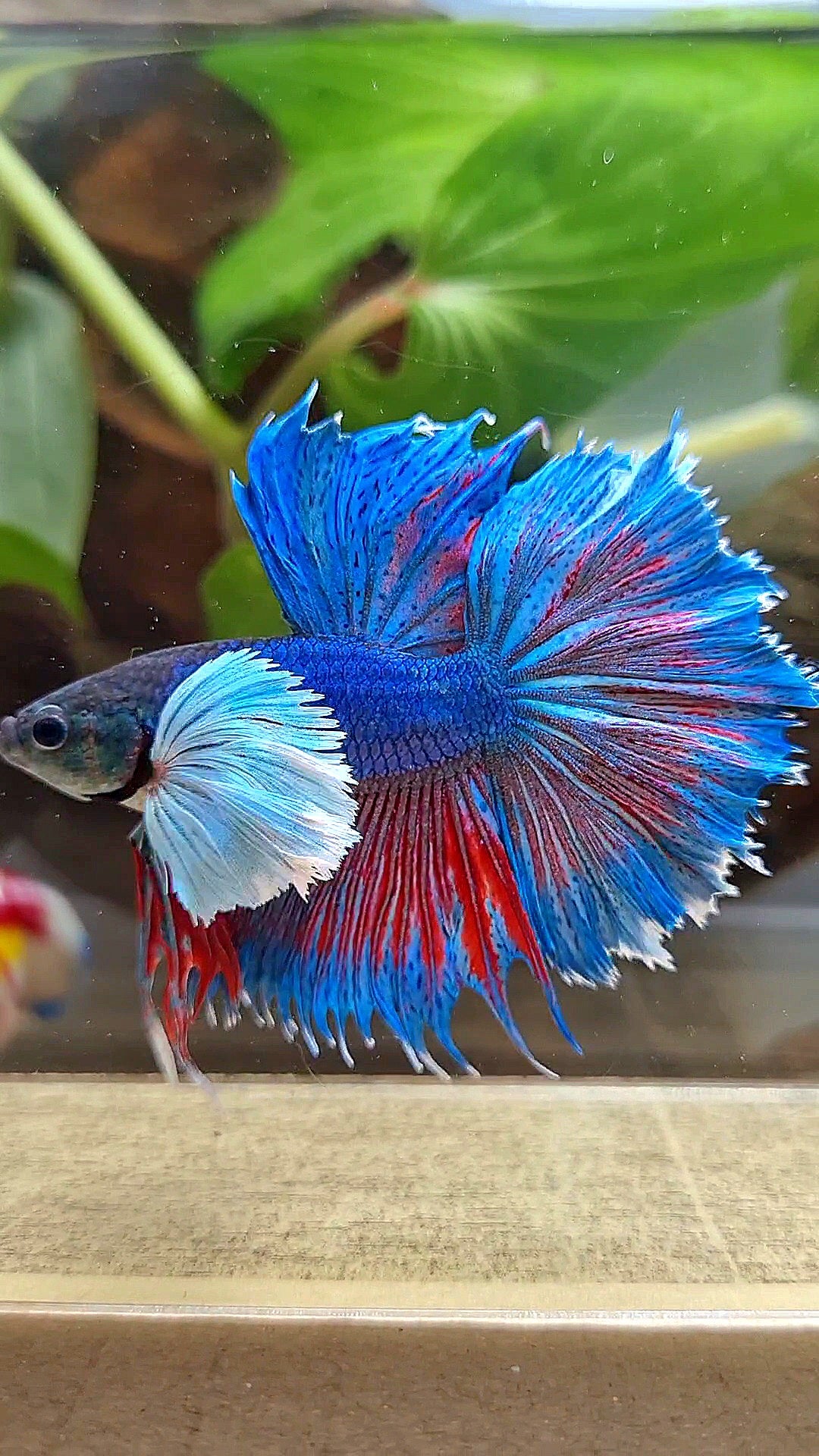 HALFMOON SUPER DUMBO COLORED EAR BLUE BETTA FISH