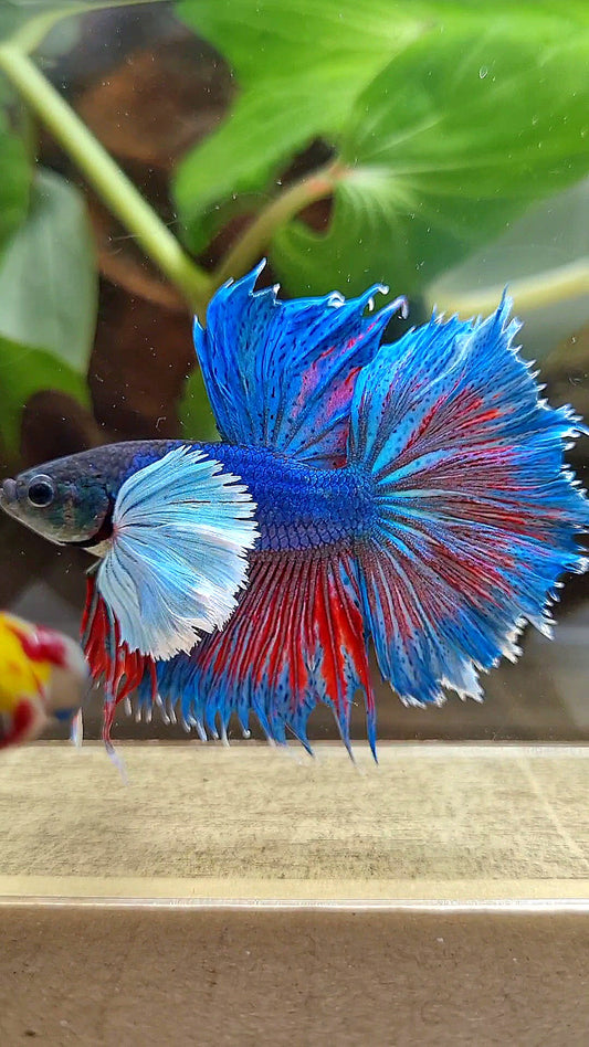 HALFMOON SUPER DUMBO COLORED EAR BLUE BETTA FISH