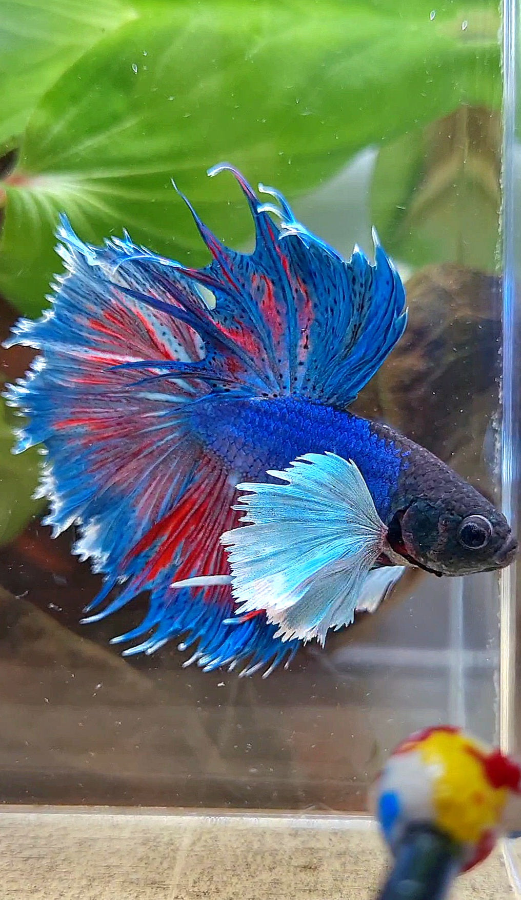 HALFMOON SUPER DUMBO COLORED EAR BLUE BETTA FISH