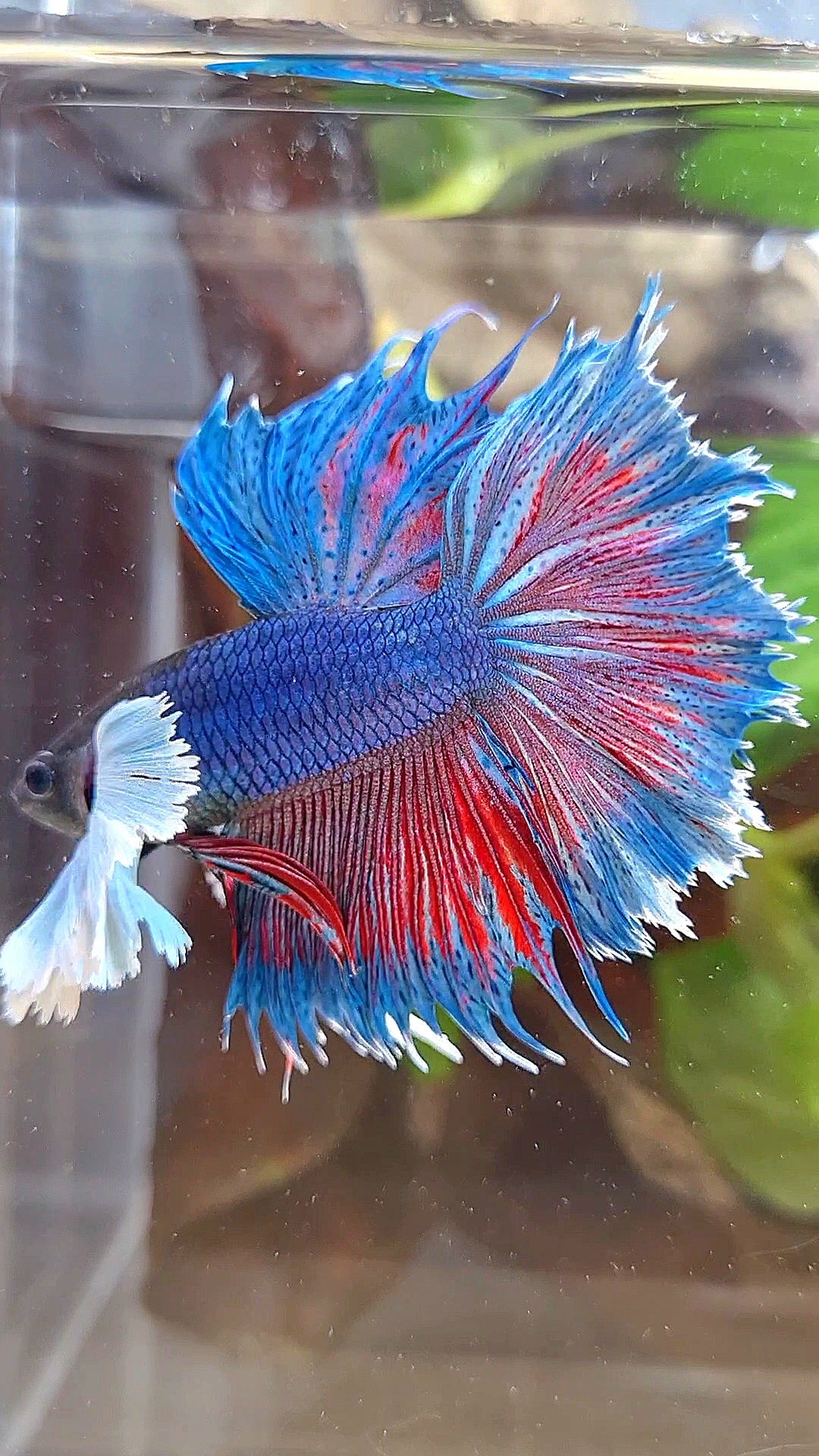 HALFMOON SUPER DUMBO COLORED EAR BLUE BETTA FISH
