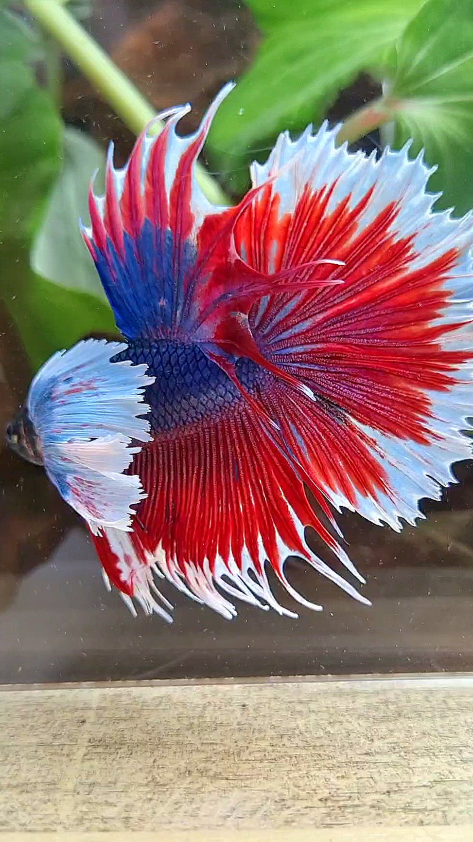 HALFMOON SUPER DUMBO COLORED EAR CROWNTAIL RED BLUE PATTERN BETTA FISH
