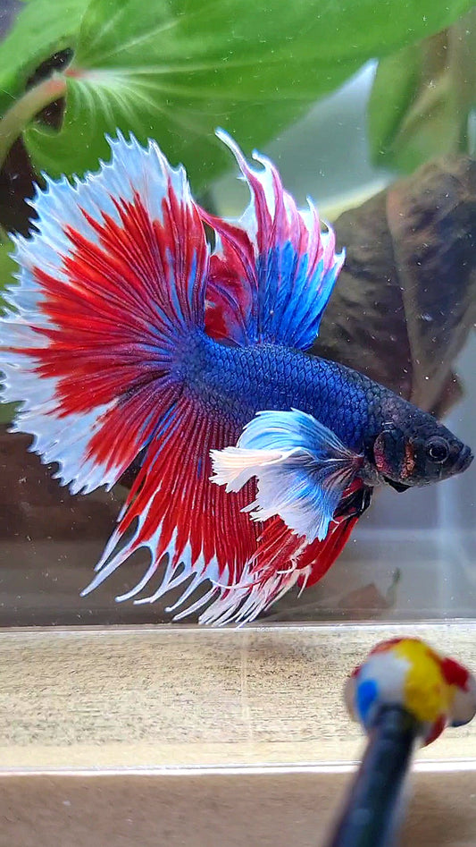 HALFMOON SUPER DUMBO COLORED EAR CROWNTAIL RED BLUE PATTERN BETTA FISH