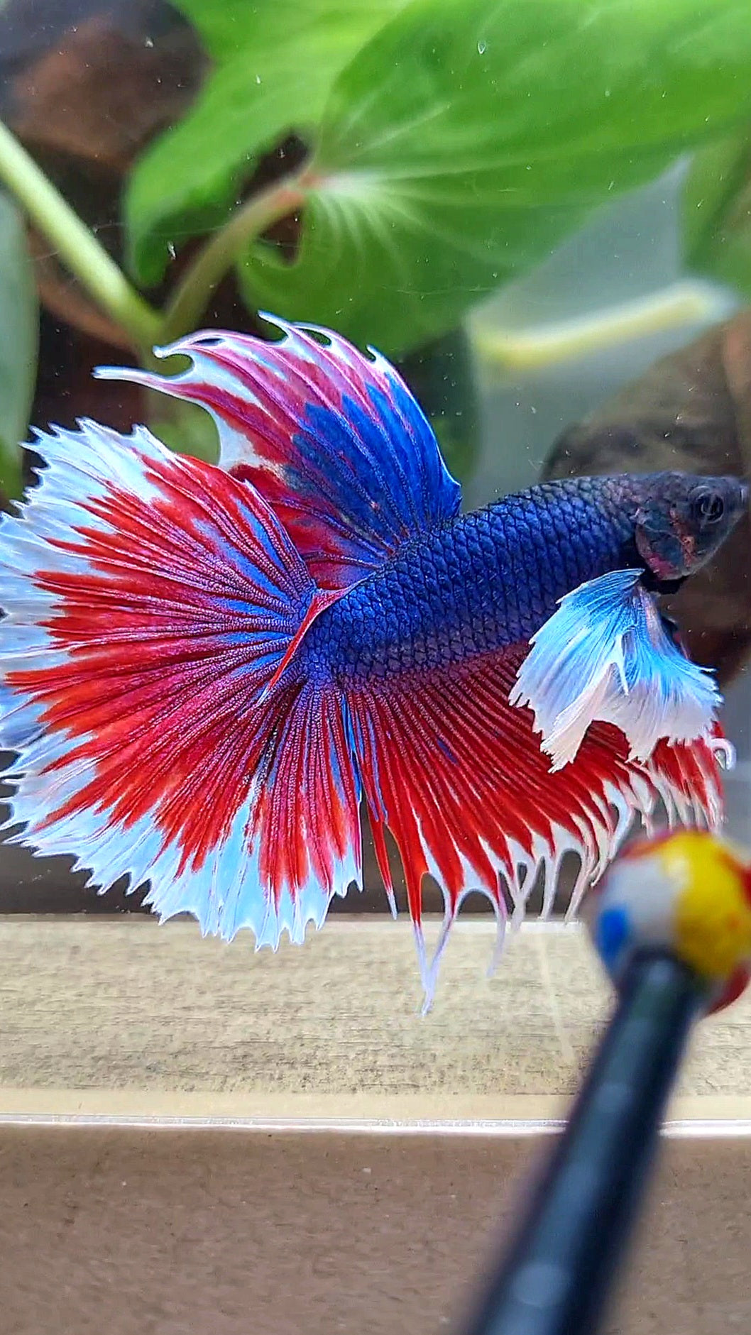 HALFMOON SUPER DUMBO COLORED EAR CROWNTAIL RED BLUE PATTERN BETTA FISH