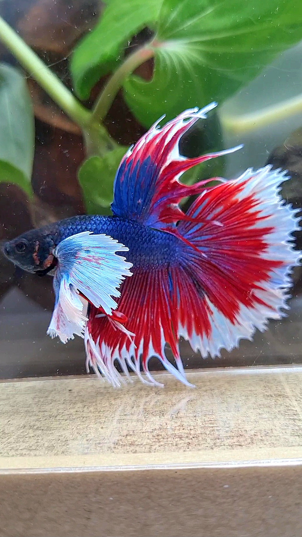 HALFMOON SUPER DUMBO COLORED EAR CROWNTAIL RED BLUE PATTERN BETTA FISH
