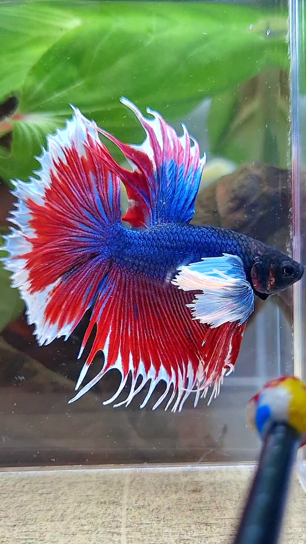 HALFMOON SUPER DUMBO COLORED EAR CROWNTAIL RED BLUE PATTERN BETTA FISH