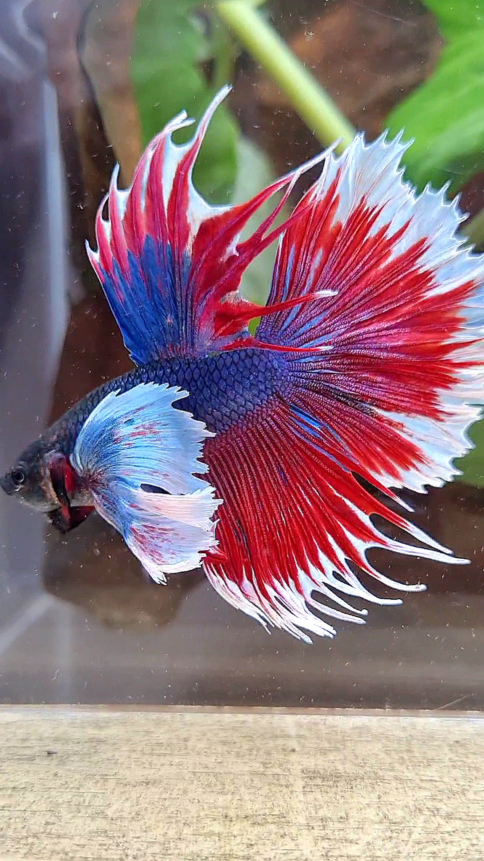 HALFMOON SUPER DUMBO COLORED EAR CROWNTAIL RED BLUE PATTERN BETTA FISH
