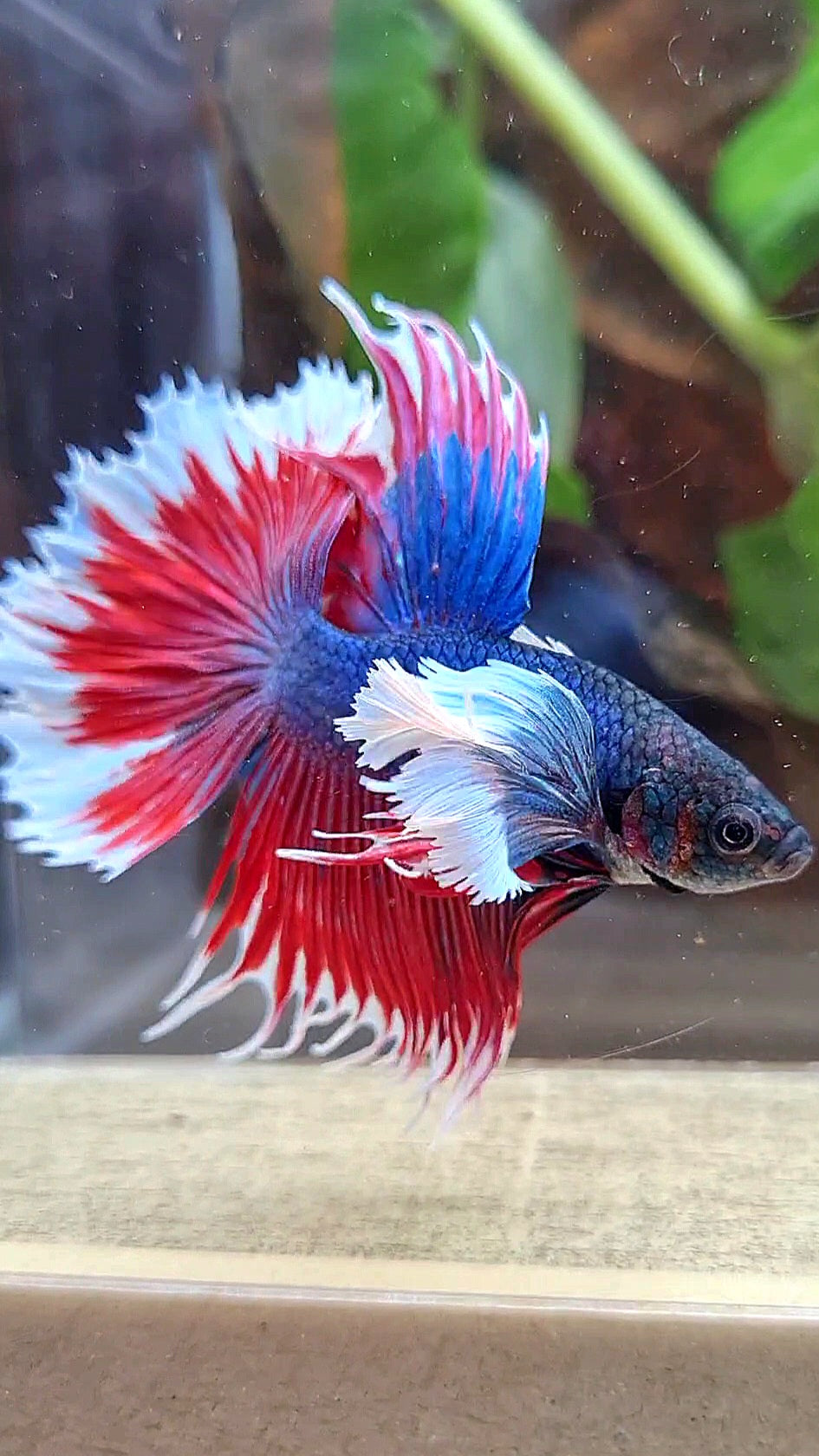 HALFMOON SUPER DUMBO COLORED EAR CROWNTAIL RED BLUE PATTERN BETTA FISH
