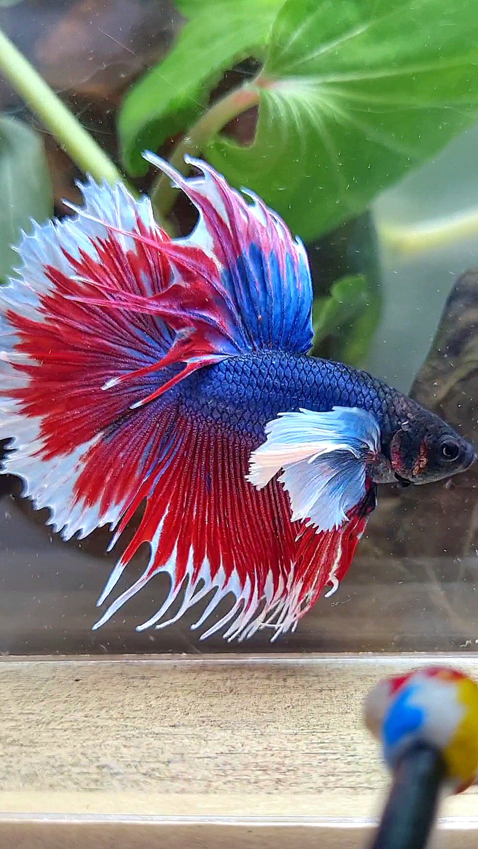 HALFMOON SUPER DUMBO COLORED EAR CROWNTAIL RED BLUE PATTERN BETTA FISH