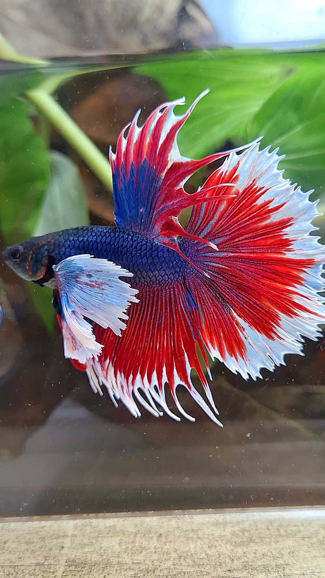 HALFMOON SUPER DUMBO COLORED EAR CROWNTAIL RED BLUE PATTERN BETTA FISH