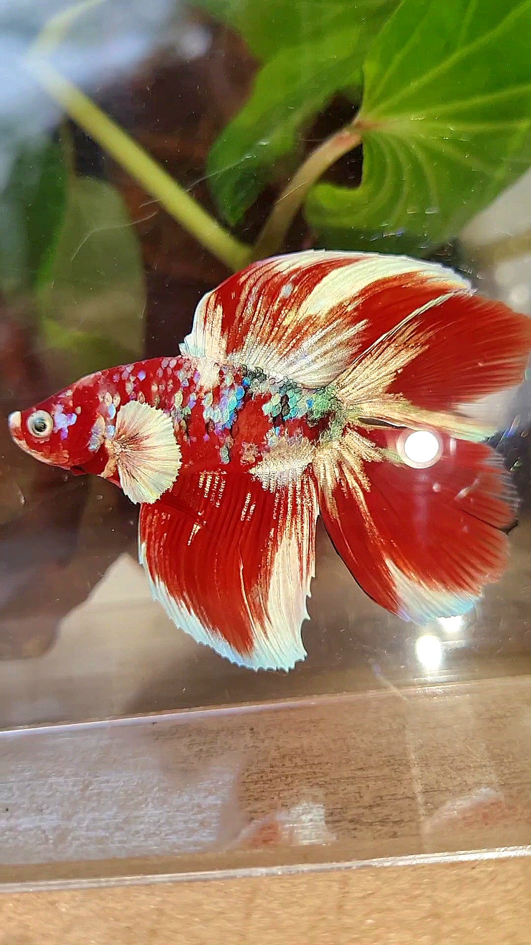 HALFMOON DOUBLE TAIL BARONGSAI RED WHITE GALAXY MULTICOLOR BETTA FISH